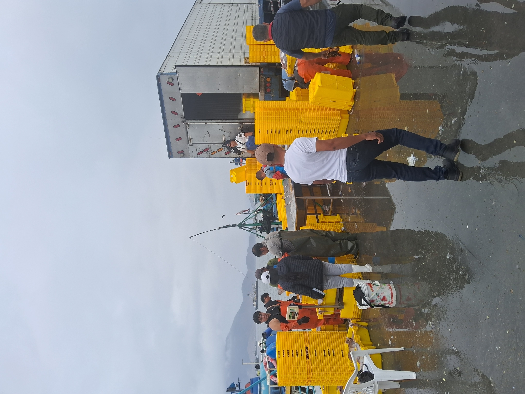 The image depicts a group of people working outdoors, likely at a dock or fishing port in Chimbote, Peru, given the presence of fishing boats in the background and the overall setting. The scene is characterized by a cloudy, overcast sky, suggesting either early morning or a day with poor weather, possibly rain, as indicated by the wet ground reflecting the surrounding objects and people.
The primary activity involves the unloading or loading of numerous bright yellow plastic crates. These crates are stacked high and appear to be filled with a product, possibly fish, given the context of a port. Several individuals, dressed in casual work attire, including vests, jackets, and work pants, are actively engaged in moving these crates. Some are carrying them, while others are directing or observing the process. The people exhibit a range of postures, from standing and walking to bending and kneeling, indicating the physical nature of the task.
Notable details include the presence of a large white truck trailer, partially visible on the left side of the image, suggesting transportation of goods. Fishing boats and equipment, such as a fishing rod or net pole, are visible in the midground and background, further reinforcing the fishing industry context. The wet, reflective ground is a prominent feature, emphasizing the weather conditions.
No discernible emotions are evident from the individuals' faces, as many are not clearly visible or are partially obscured. However, the overall impression is one of focused, organized labor. Text is visible on some of the yellow crates: "SERWANIK".