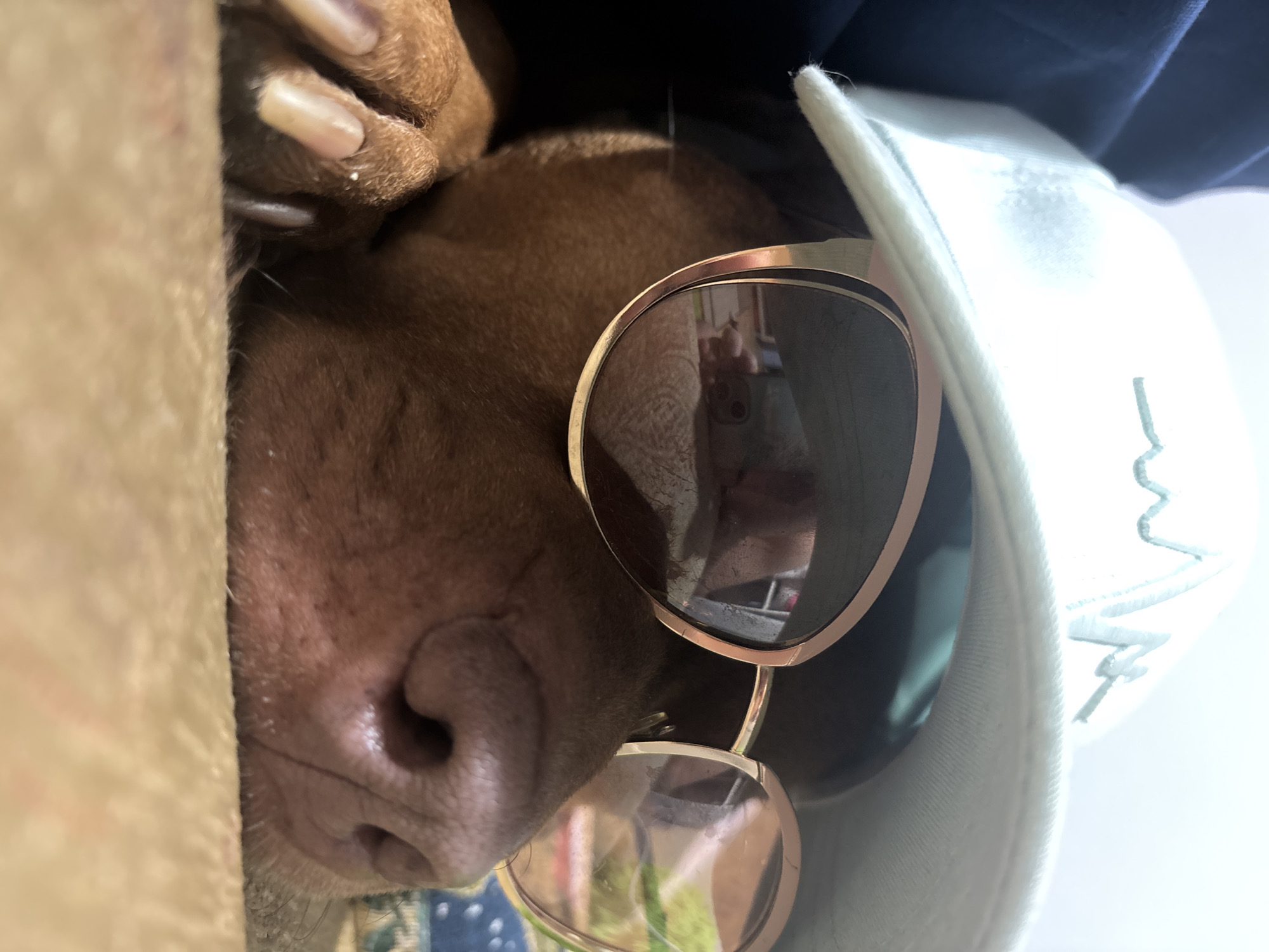 A close-up, tilted, and slightly distorted view of a brown dog wearing sunglasses and a white baseball cap. The dog's snout and paw are prominently visible. The sunglasses have rose-gold frames and dark lenses, reflecting a person holding a mobile phone. The white cap is situated atop the dog's head, partially covering its dark fur. The image hints at an indoor setting with varied lighting. There is no information present in the image to support the dog's location in Sofia, Bulgaria.