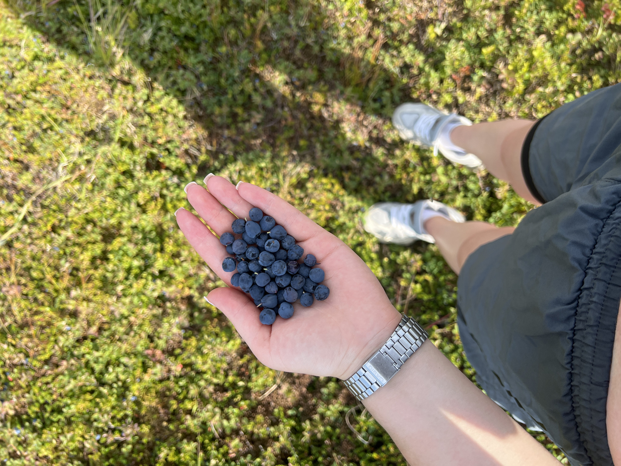 A person's left hand, holding a collection of dark blue blueberries, is positioned in the upper left quadrant of the image. The person is wearing a silver wristwatch on their left wrist and dark gray shorts. In the background, a green, low-lying vegetation covers the ground, with hints of yellow and brown interspersed. The lower half of the image shows the person's legs and white sneakers, suggesting they are standing outdoors on this vegetation. The location is specified as the city of Vyshnivtsi, Ukraine.