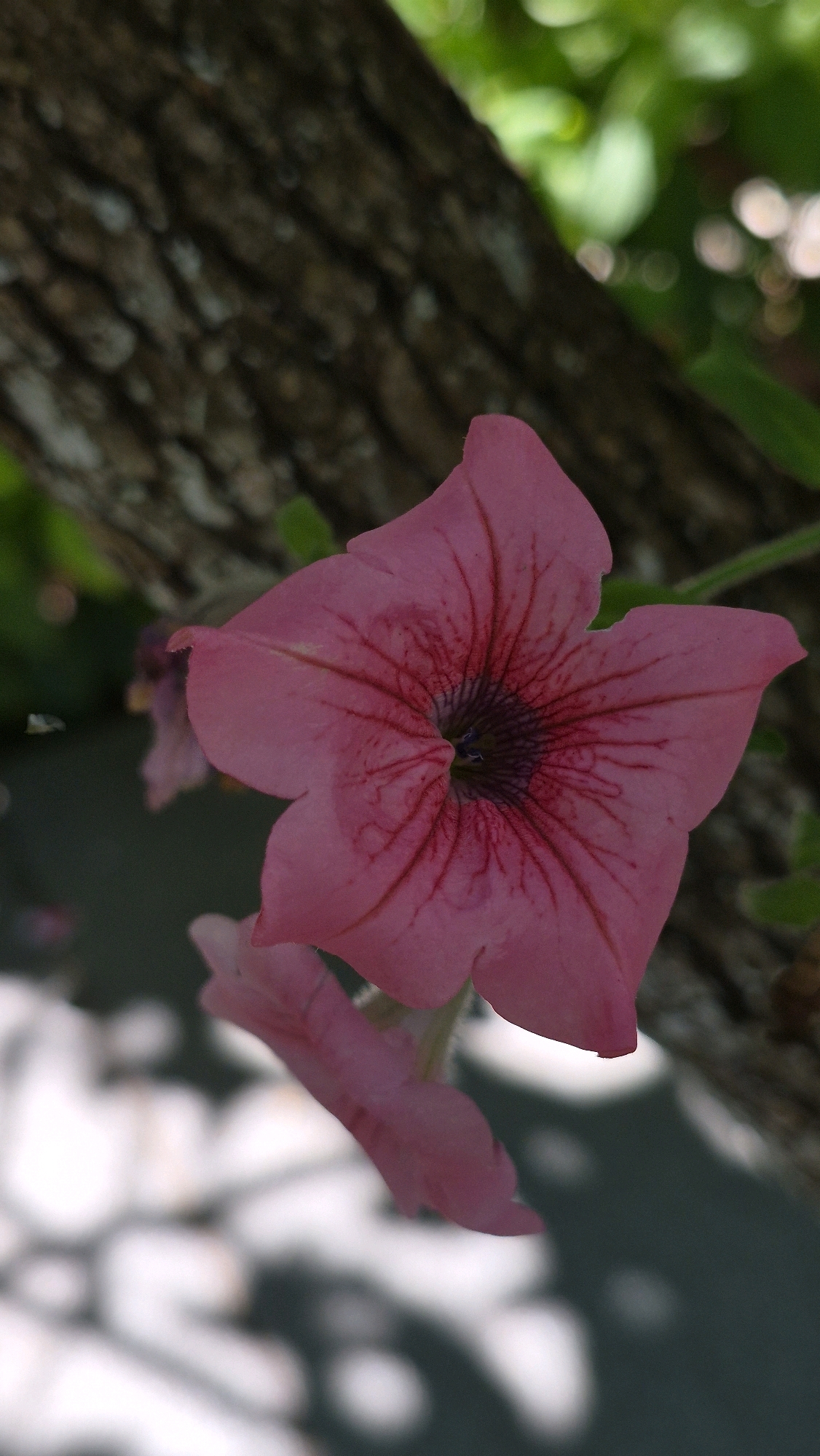 A close-up, vertical shot shows a pink petunia flower with dark red veins originating from the center and extending outward onto the petals. The flower is in focus, with the textured bark of a tree and blurred green foliage forming the background. Below the main flower, a second, slightly out-of-focus pink petunia is visible. The lower right portion of the image shows dappled light and shadows on a surface that appears to be a pathway or ground. The scene is set in an outdoor environment, likely a garden or park, in Unknown, Unknown.