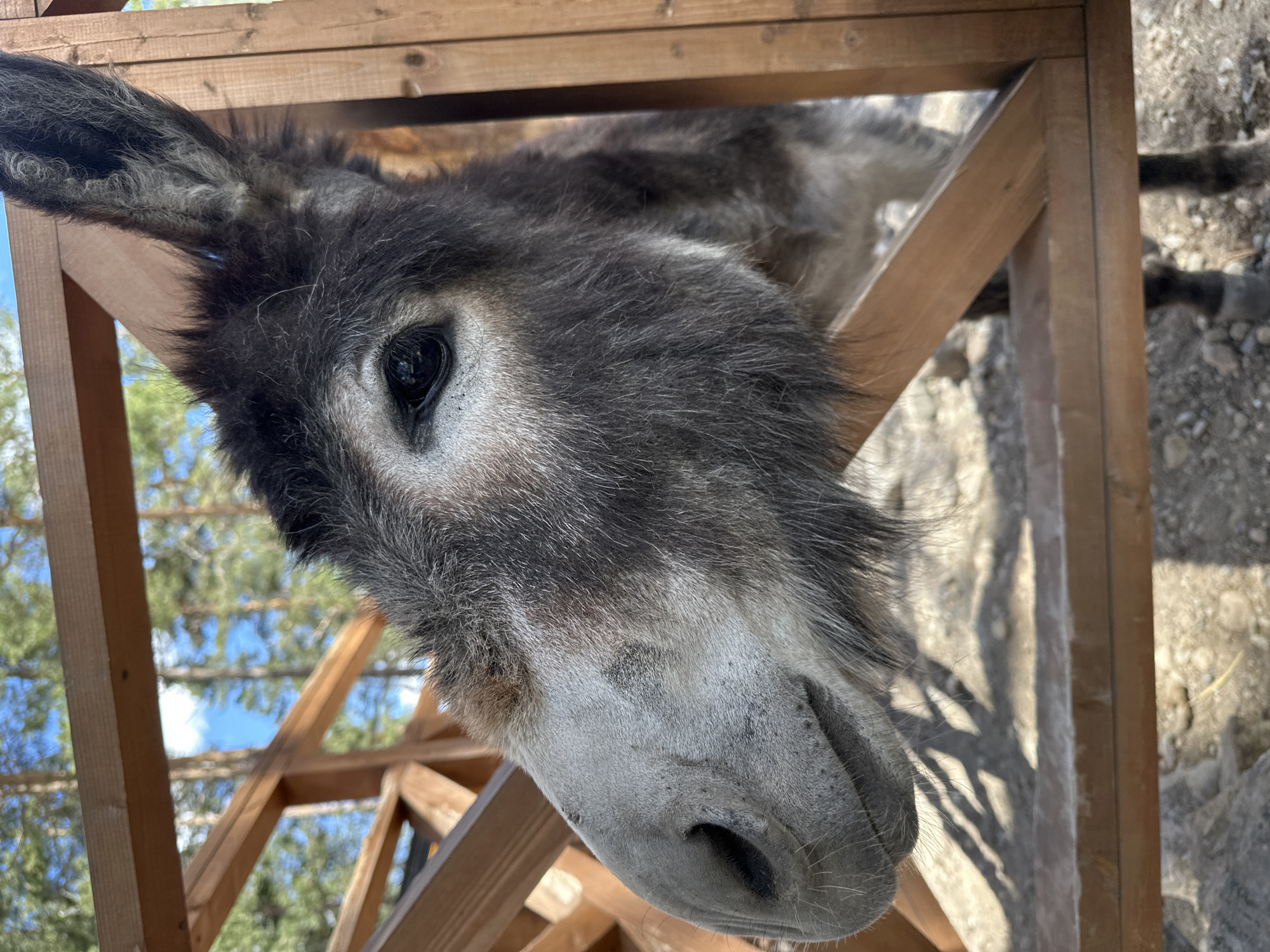 In Terskol, Russia, a close-up shot captures a donkey peeking through a wooden fence. The donkey's head and neck are visible, with its dark eye looking directly at the camera. Its fur is a mix of gray and black, with lighter gray fur around its muzzle. The donkey's ears are erect, and one is partially obscured by the wooden structure. The fence is made of rough-hewn wooden planks. In the background, a glimpse of trees and a bright blue sky suggests an outdoor environment, possibly a farm or a park. The lighting indicates it is daytime, with shadows cast on the ground by the fence.