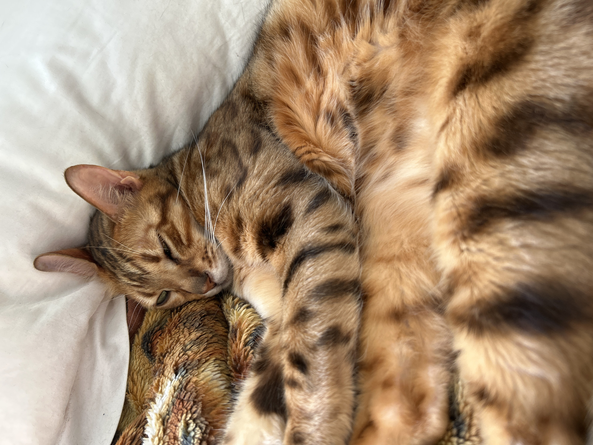 A Bengal cat is curled up on a white fabric surface, possibly a bed or cushion, with its head resting on a patterned blanket or pad. The cat has a distinctive coat with brown and black spots and stripes. Its eyes are partially closed, suggesting it is resting or sleeping.