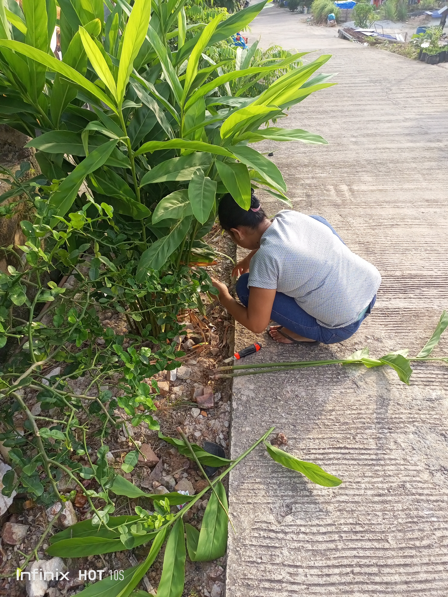 In Batam, Indonesia, a woman in a blue shirt and jeans kneels beside a plant with large green leaves, appearing to be trimming it with a small knife. A severed plant stalk lies on the concrete ground in front of her. The surrounding environment consists of a dirt and gravel area with scattered stones, adjacent to a paved walkway or road. The lighting suggests it is daytime, with sunlight casting shadows.