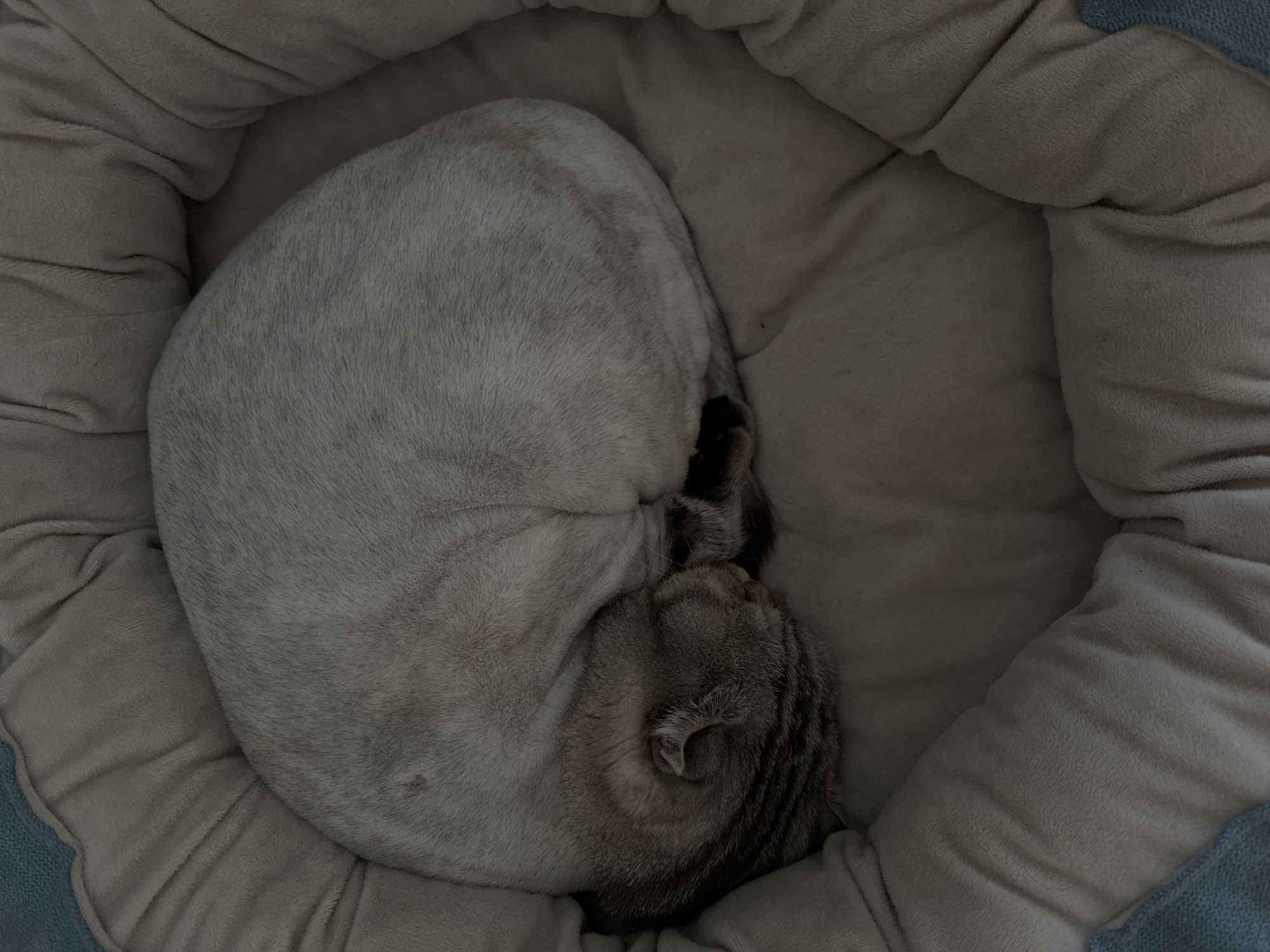 A light grey and white tabby cat is captured sleeping soundly, curled into a tight, almost perfect spiral within a plush pet bed. The cat's body, featuring lighter fur, forms the outer curve of the spiral, while its head and tail, displaying distinct darker grey tabby stripes, are tucked inward. One ear is faintly visible, nestled against its head.
The pet bed is a soft, padded, light beige or cream-colored accessory, designed with a raised, comfortable rim that envelops the sleeping cat. The texture of the bed appears to be a soft, fleecy material. A small section of a blue knitted fabric is visible along the bottom left edge of the image, potentially part of the bed's exterior or an adjacent blanket.
The scene is illuminated by dim, soft lighting, creating a tranquil and cozy atmosphere, suggesting either a dimly lit room or nighttime. The cat's tightly curled posture communicates a feeling of warmth, security, and deep contentment. The setting is clearly indoors, evoking a domestic and peaceful environment. There is no visible text in the image.