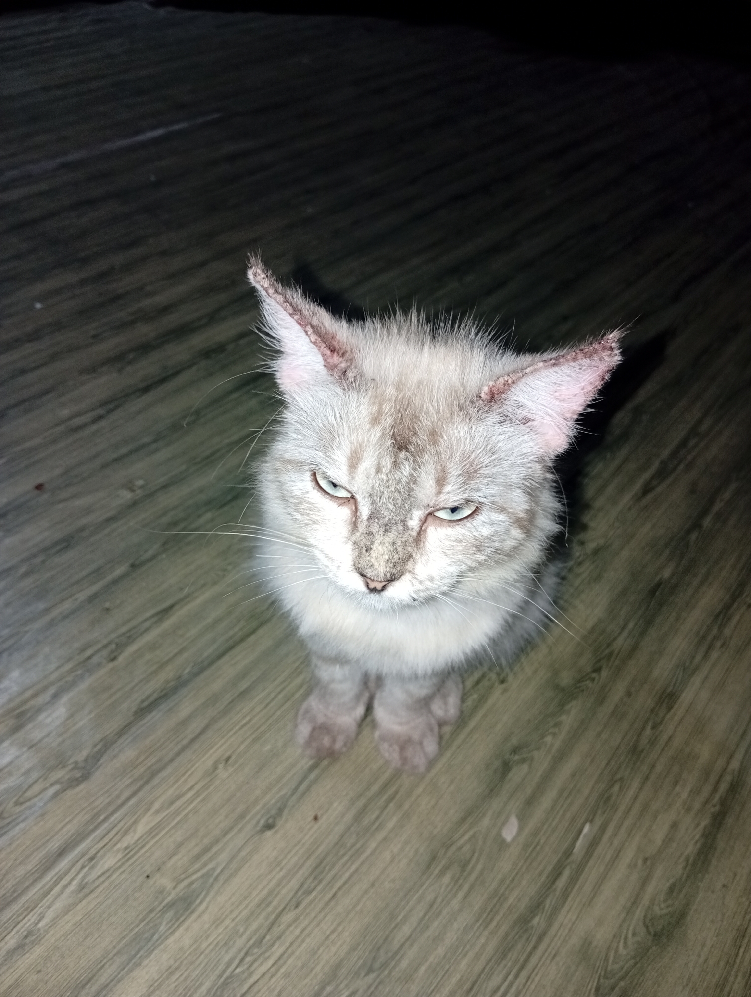 An overhead shot shows a light-colored cat with blue eyes sitting on a wooden floor. The cat is looking down and to its left. The room is dimly lit, and the background is dark. The cat appears to be in an indoor setting.