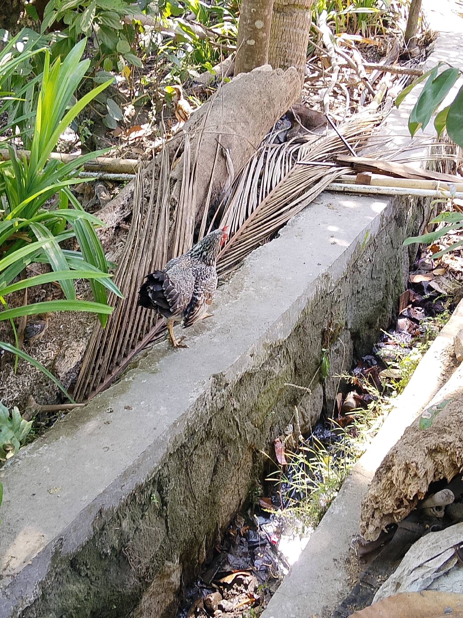 A chicken stands on the edge of a concrete drainage ditch filled with water and debris. The chicken is mottled gray and black with white flecks. Behind the chicken, a pile of dried palm fronds is stacked against a tree trunk. Green foliage and other vegetation surround the ditch and the chicken. The scene appears to be outdoors in a natural or semi-natural environment.