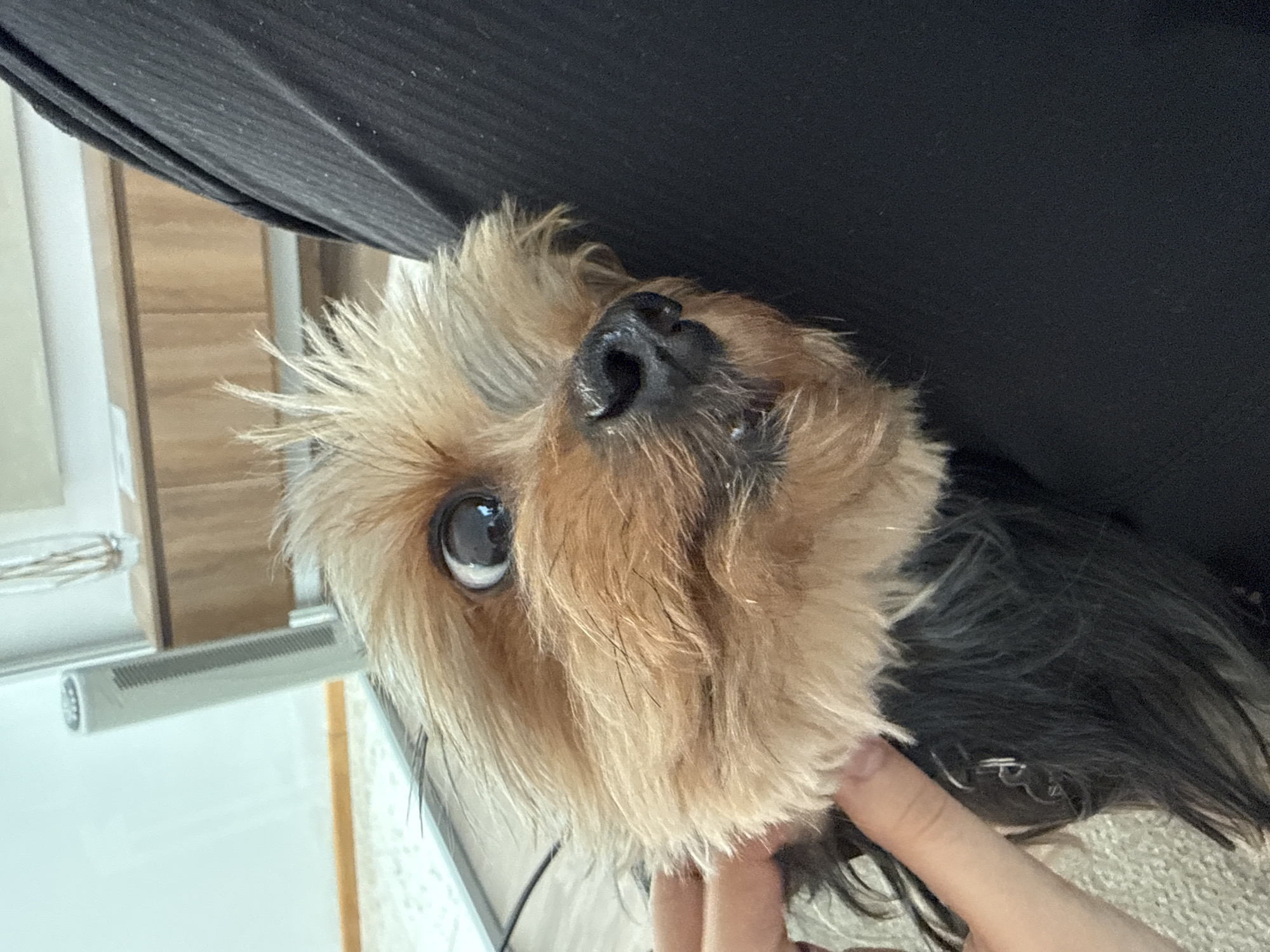 A close-up, tilted shot features a Yorkshire Terrier dog looking upwards. The dog has a mix of tan and black fur, with a dark, wet nose prominently displayed. Part of a hand is visible, seemingly petting or holding the dog's fur near its neck. The background includes a black surface, possibly a piece of furniture, and a bright area with a window and a radiator or similar heating unit. The location is not indicated in the photograph.