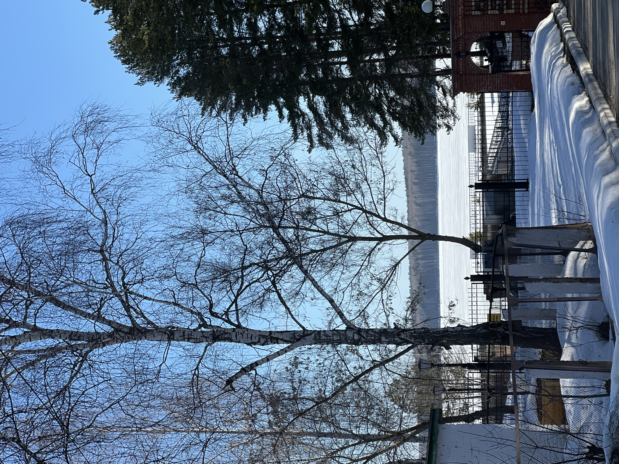 The image shows a winter landscape in Chaikovsky, Russia. In the foreground, there are two birch trees with bare branches against a clear blue sky. Behind the trees, there is a frozen lake or river. A metal fence runs along the shoreline, partially covered in snow. In the background, a forest of coniferous trees is visible. A brick building with a decorative archway can be seen on the right side of the image. A snowdrift covers a portion of the fence and adjacent area.