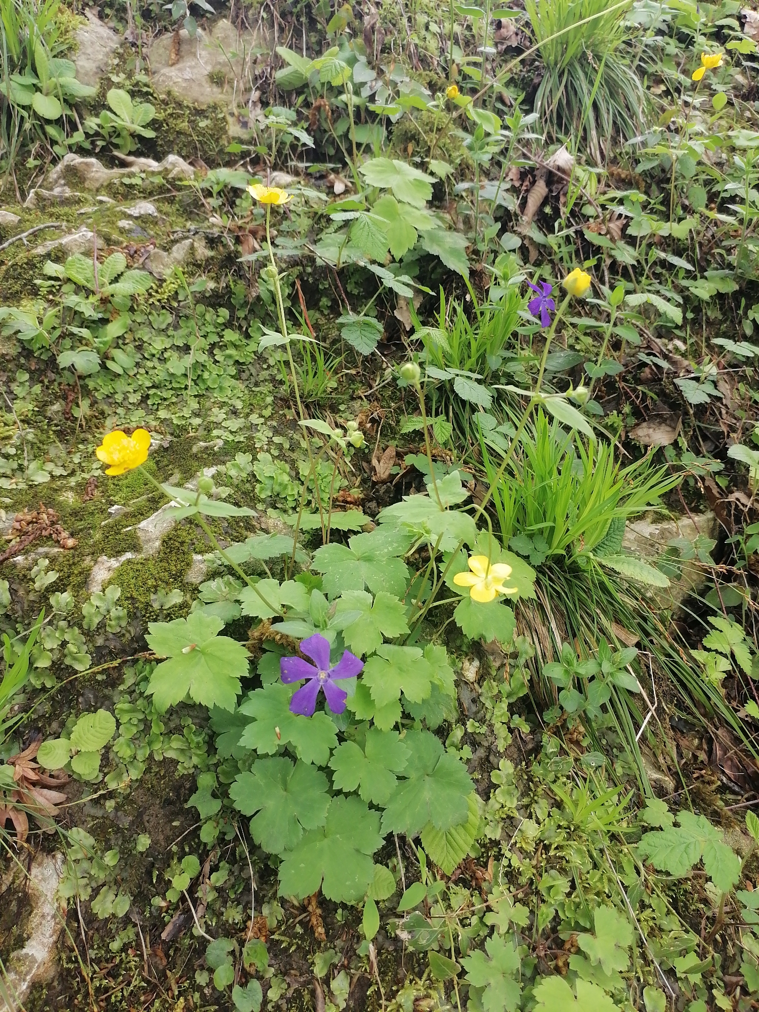 This media file presents a vibrant, natural close-up scene dominated by diverse flora and earthy elements. The primary subjects are various green plants and colorful flowers thriving on what appears to be a moss-covered rocky and earthen terrain.
Several yellow, five-petaled flowers, strongly resembling buttercups, are scattered throughout the image, standing out against the green backdrop. There are also two striking purple, five-petaled flowers, one more prominent in the lower-center and another smaller one towards the upper-right. The foliage consists of lush green leaves of different shapes and sizes, ranging from broad, rounded leaves to narrower, grass-like blades, indicative of various plant species and groundcover. Patches of bright green moss are extensively spread over greyish rocks and dark soil, suggesting a moist environment. Scattered dry leaves and twigs are also visible amidst the green growth.
The scene depicts a static natural landscape, likely a forest floor, hillside, or a rocky bank. There is no specific activity or event taking place.
Notable details include the soft, diffused lighting, which suggests it is daytime, possibly overcast or the area is shaded, as there are no harsh shadows. The abundance of green plants and moss indicates a healthy ecosystem and likely a temperate climate. The composition focuses on the ground level, offering a detailed view of the small-scale botanical diversity. There is no visible text in the image.