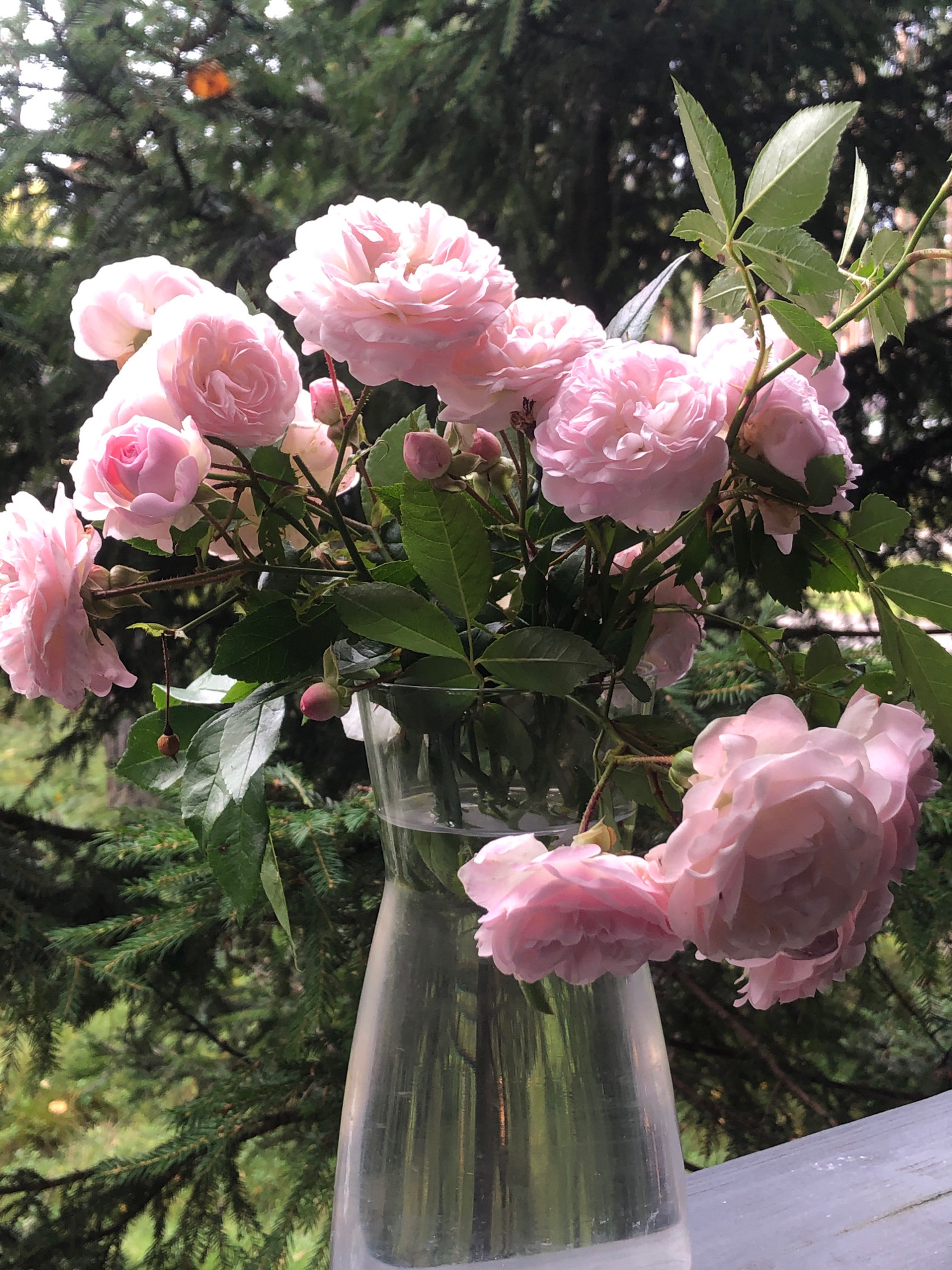 A close-up, eye-level shot features a bouquet of soft pink roses in a clear glass vase. The roses are in various stages of bloom, with some fully open and others still in bud. Green leaves and thorny stems are visible, adding to the natural beauty of the flowers. The vase sits on a light gray, weathered surface, possibly a wooden table or railing, which extends to the right edge of the frame.
The background is a dense, dark green forest, suggesting an outdoor setting. The trees are out of focus, creating a blurred backdrop that emphasizes the roses. The lighting appears natural, casting soft shadows and highlighting the delicate textures of the petals. There is no indication of Arfa, Russia, in the image itself.