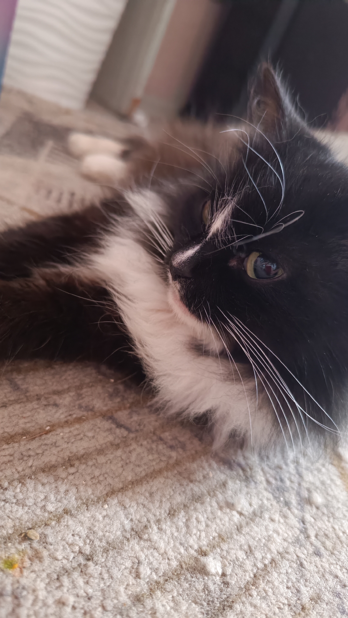 A black and white cat with long fur lies on a beige carpet. The cat's head is turned to the right, with its right eye visible and looking forward. A white stripe runs down the center of its face, from its forehead to its nose. Its whiskers are long and white. The background is blurred and appears to be an indoor setting, possibly a room in a residential building in Chaikovsky, Russia. The lighting suggests it is daytime, with light coming from the right side of the frame.