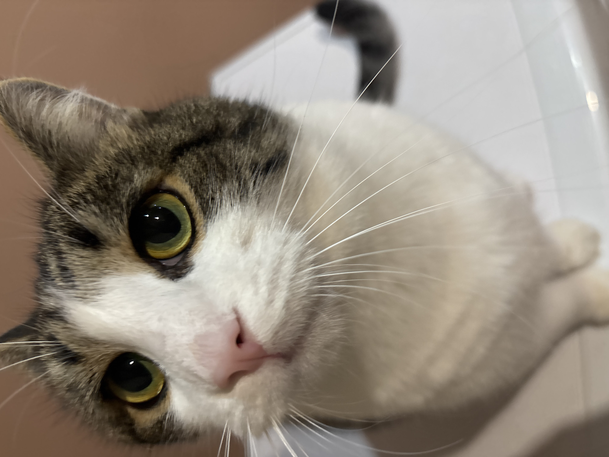 This is a close-up, eye-level, portrait-oriented, medium shot photograph of a domestic cat. The cat is predominantly white with tabby markings on its head and tail. Its large, luminous green eyes are the focal point of the image, with clear reflections visible. The cat's pink nose is slightly moist, and its long white whiskers fan out from its muzzle. The background is a soft, out-of-focus peachy-brown wall, with the lower portion of the image showing a white, flat surface, possibly a table or countertop. A blurry, striped tail is visible to the right of the cat. The image has been taken indoors in a domestic setting within the city of Kapyĺ, Belarus. There are no humans present in the image. The lighting is soft and even, suggesting natural light or diffused artificial light.