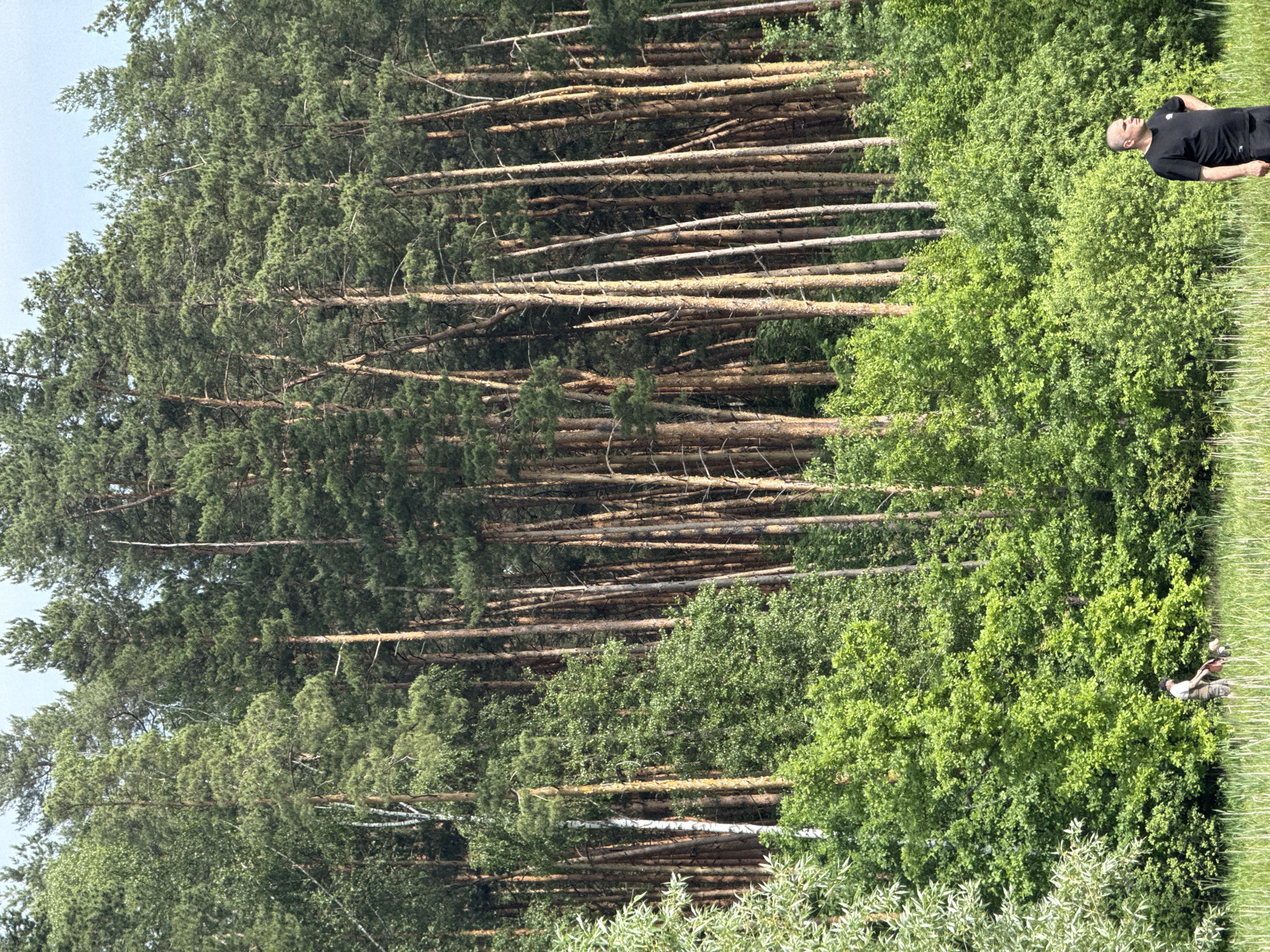 The image displays an outdoor scene at the edge of a forest, located in the city of Shchyolkovo, Russia. The sky overhead is a light blue, indicating daytime conditions.
The background is dominated by a dense stand of tall, slender pine trees with reddish-brown trunks, extending vertically across most of the upper frame. Interspersed among the pines, particularly on the left side, are a few deciduous trees, including some with distinct white birch bark. Below the primary forest line, a vibrant green layer of dense, leafy deciduous trees and shrubs forms a thick midground.
The foreground consists of a relatively flat, open area covered with green grass and some taller, reedy vegetation.
Three individuals are present in the lower portion of the frame:
1. On the right, an adult male stands facing left, with his right hand placed on his hip. He has a bald or closely shaved head and wears a plain black short-sleeved t-shirt and dark shorts or trousers. He is observing the area to his left.
2. In the left-mid foreground, partially obscured by green foliage, an adult individual is positioned lower to the ground, possibly crouching or bending over. Details of their clothing are indistinct.
3. Adjacent to this crouching individual, a smaller person, likely a child, is also positioned close to the ground and partially obscured by vegetation.
Near the two individuals on the left, a reddish-brown object is visible on the ground. Its specific identity is not discernible due to partial obstruction. The two individuals on the left appear to be interacting with this object or the ground in its immediate vicinity.
