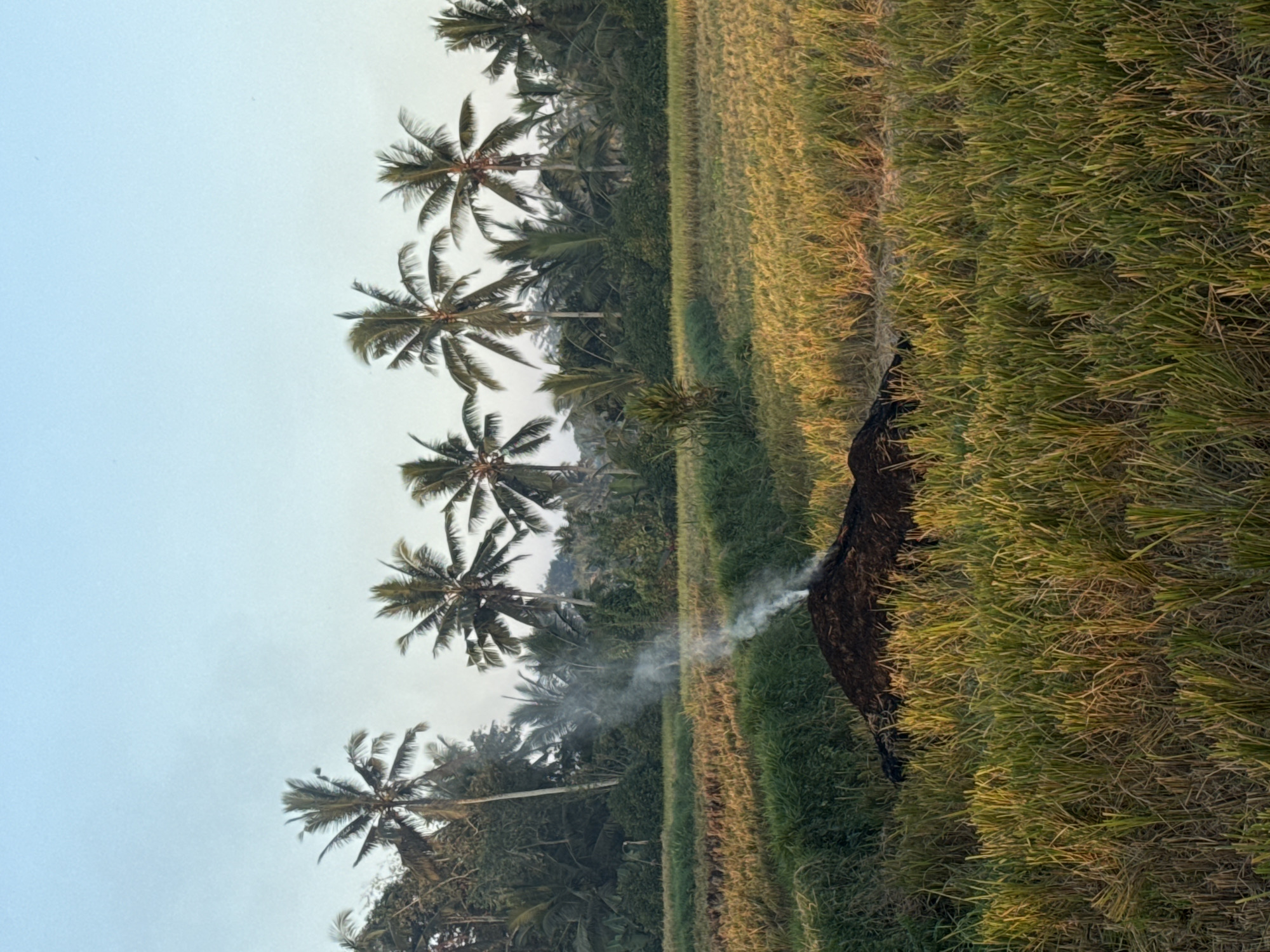 An outdoor medium shot captures a pile of dark, smoldering material in a field with tall green and yellow grass, located in Petang, Indonesia. Smoke billows upwards from the pile, creating a wispy cloud against a clear, pale blue sky. Behind the field, a line of palm trees stands tall, with dense green foliage and a lush jungle in the background. The lighting suggests it is either early morning or late afternoon, casting a warm glow on the scene. There are no people or animals visible.