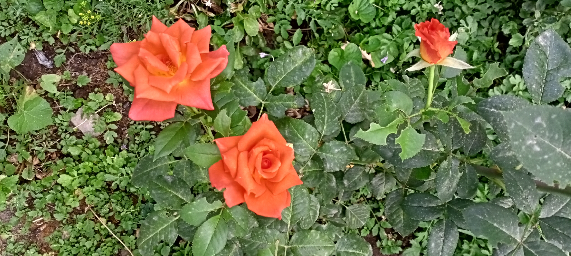In the city of Sokuluk, Kyrgyzstan, a close-up, overhead shot captures three orange roses in various stages of bloom, nestled amongst lush green foliage. The roses exhibit vibrant orange petals with hints of yellow at their centers. One rose, in the foreground, is fully open, revealing its intricate spiral pattern. Another, slightly to the left and further back, is also open, with petals slightly unfurled. A third, smaller rosebud stands tall in the upper right corner, hinting at future blooms. The leaves of the rose bushes are a deep green, some showing signs of wear with minor tears and white speckles, possibly from a fungal infection or dust. The surrounding ground is covered with a dense carpet of smaller green plants and patches of dark soil. The lighting is natural, suggesting an outdoor setting, possibly a garden or park.