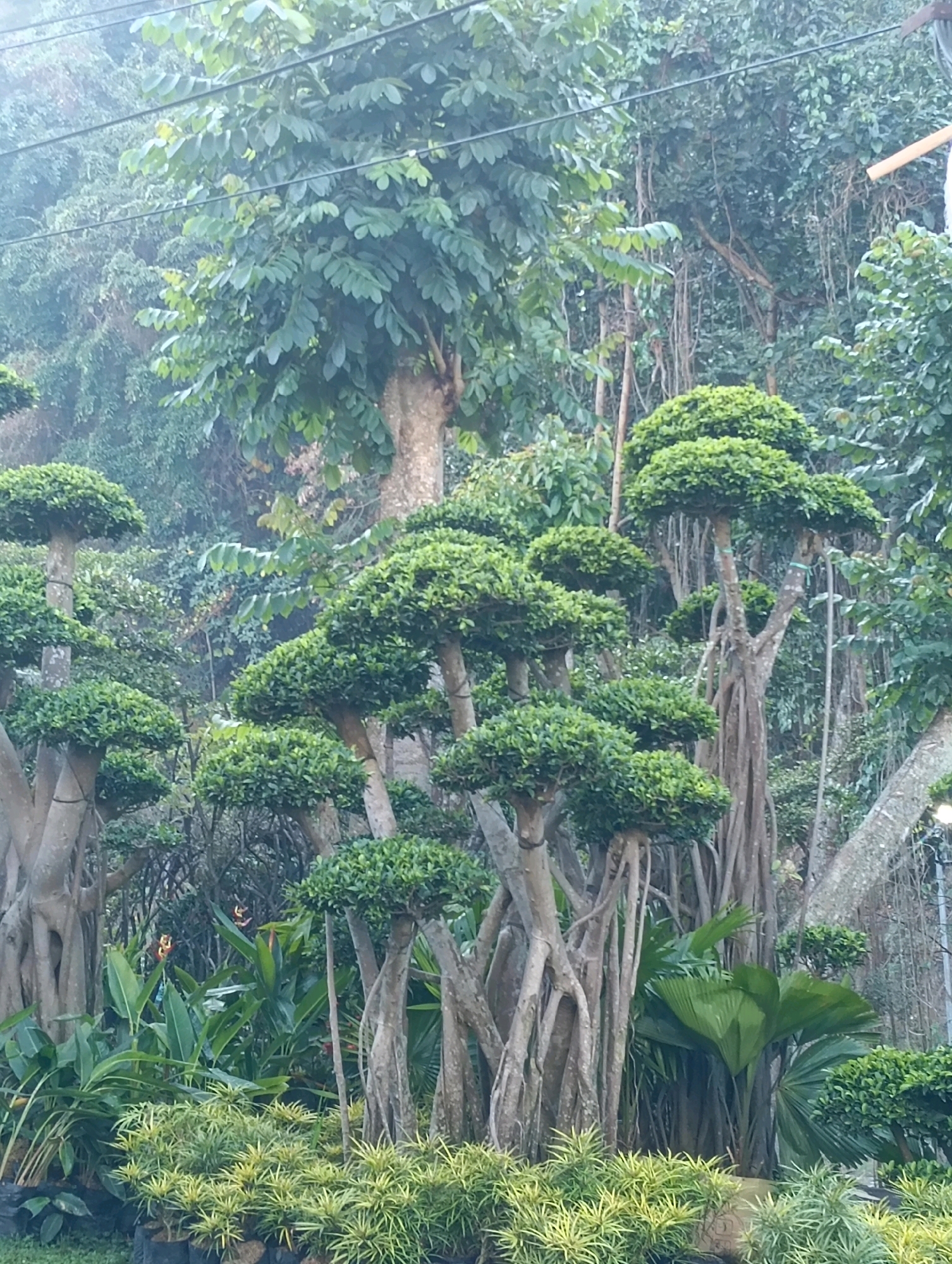 In Gudangkahuripan, Indonesia, a lush garden setting is captured, dominated by meticulously pruned bonsai trees with their distinctive aerial root systems. The trees display rounded, cloud-like canopies of vibrant green leaves atop thick, gnarled trunks. Interspersed among the bonsai are larger trees with expansive foliage and hanging vines, contributing to a dense, naturalistic ambiance. In the foreground, a low-lying hedge of variegated greenery adds a touch of contrast. The background is a blur of more trees and foliage, suggesting a verdant and possibly humid environment. Overhead, power lines are visible, hinting at the proximity of urban infrastructure to this naturalistic display. The lighting suggests a diffused, possibly overcast day.