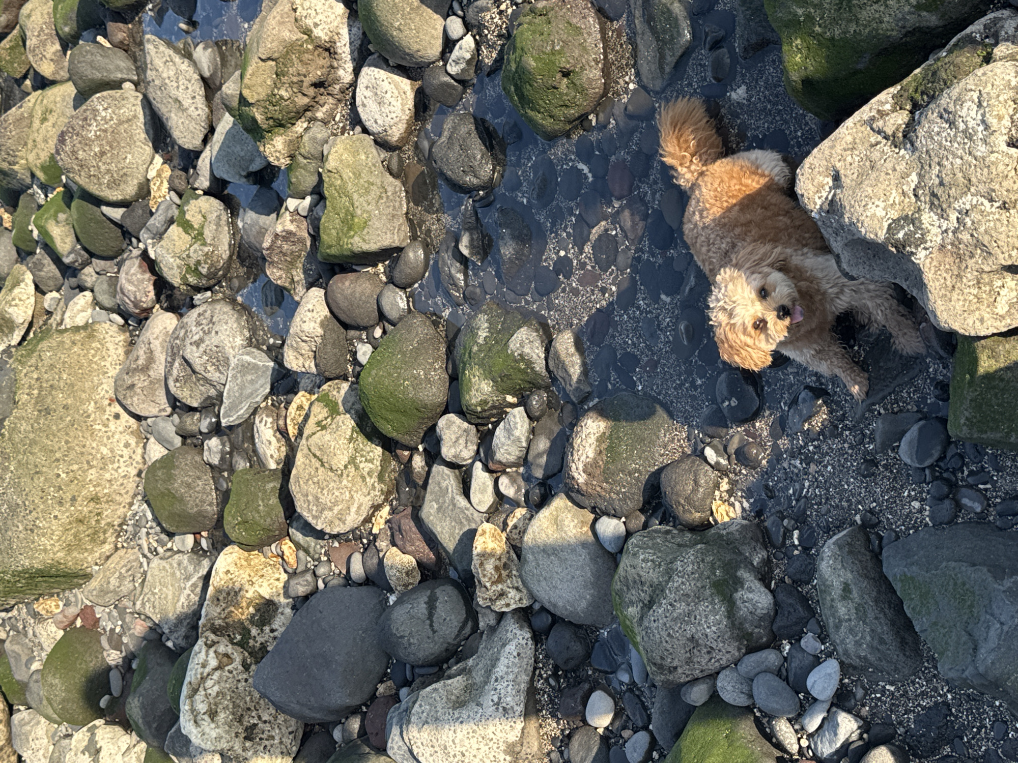 A medium-sized, light brown, fluffy dog is lying on a dark, pebbly surface partially submerged in shallow water. The dog is facing the camera with its tongue slightly out and its tail is curled. The environment is a rocky shoreline with many large, grey, and greenish-grey rocks of varying sizes scattered around. Some of the rocks have green algae growing on them. The water appears calm and reflects the light. The scene is bathed in sunlight, casting shadows across the rocks. The image is taken from a high angle, looking down at the dog and the rocky terrain. This image does not depict the city of Mengwi, Indonesia.