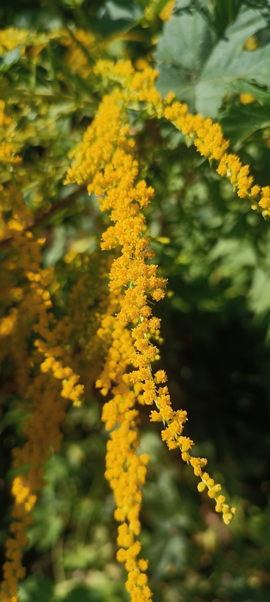 The image shows a close-up of a cluster of small, bright yellow flowers hanging from a plant. The flowers are arranged in a long, drooping spray. The background is blurred green foliage, suggesting an outdoor setting in a natural environment. The lighting is bright, with some dappled sunlight evident on the flowers. There are no people or animals visible in the image. The location of Sokolohirsk, Ukraine, is not discernible from the visual information provided.