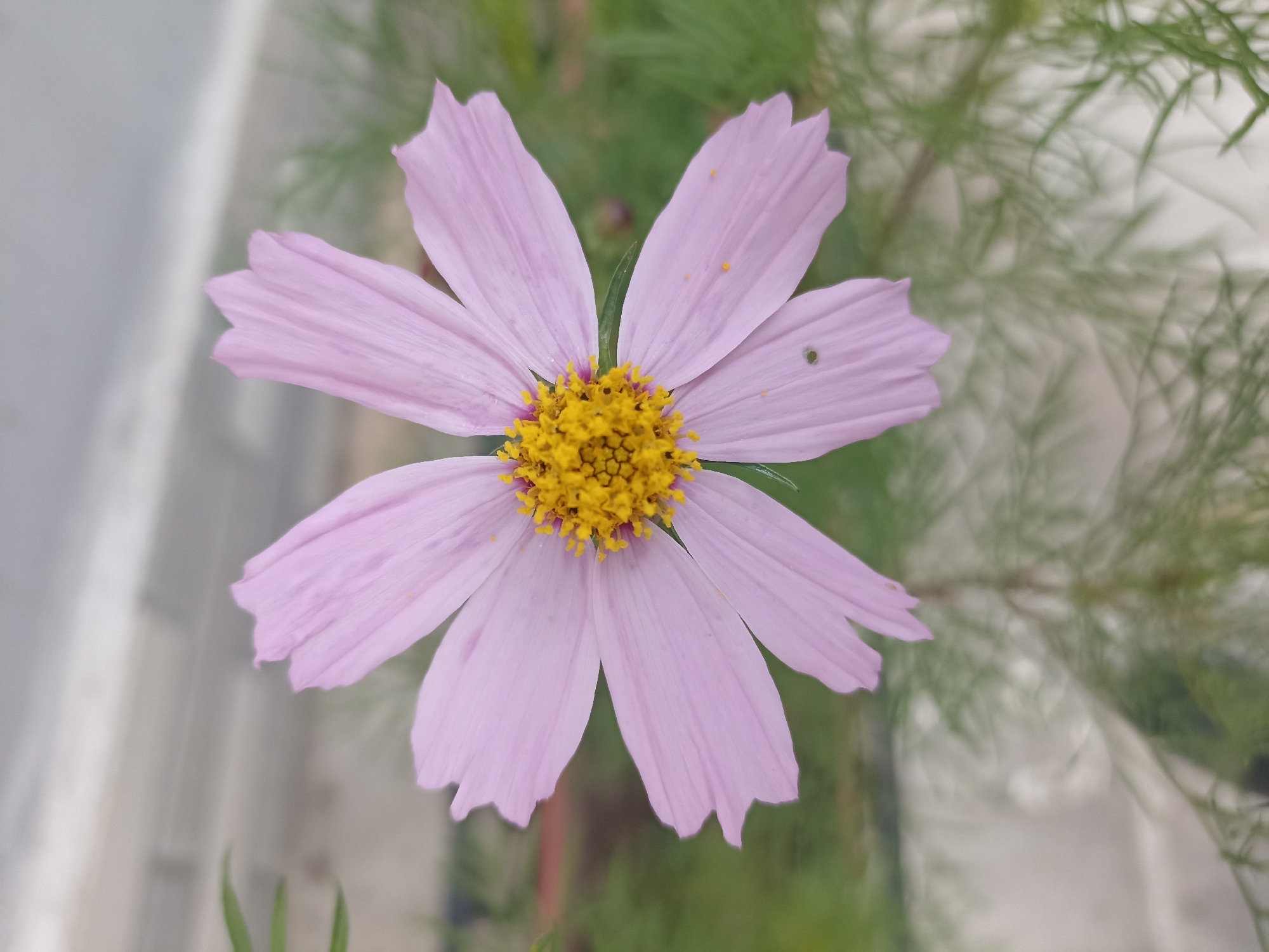 A close-up, top-down view captures a single, delicate pink cosmos flower in full bloom. The flower's petals, tinged with a soft lavender hue, are slightly translucent and exhibit a gentle ripple along their edges. At the center, a vibrant cluster of yellow stamens and pistils forms a striking contrast to the pale petals. Tiny specks of pollen are visible on the petals, and a small, dark insect can be seen resting on one.
The background is a soft blur of muted greens and grays, suggesting foliage and an out-of-focus outdoor setting. The greenery hints at a garden or natural environment, with feathery leaves of an unknown plant creating a hazy backdrop. A pale, vertical element on the left side of the frame could be a wall or fence, adding a subtle structural element to the scene.
The lighting appears to be natural and diffused, suggesting it could be daytime, perhaps overcast or early morning/late afternoon, with no harsh shadows. There is no visible text. The overall impression is one of natural beauty and tranquility, highlighting the intricate details of the flower. The setting is likely outdoors in Gusar, Azerbaijan, given the context provided, where such flowers might be found in gardens or natural landscapes.