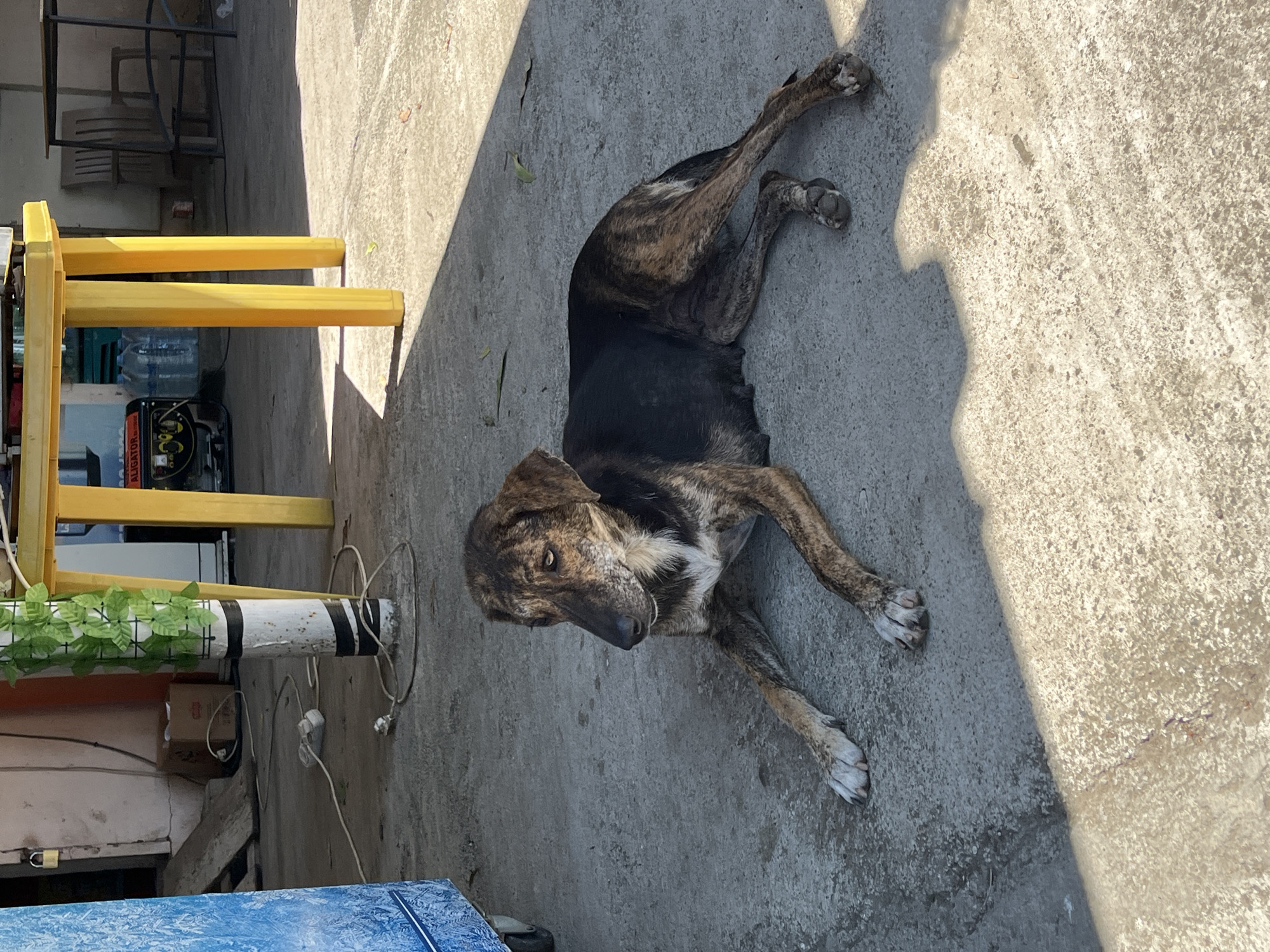 A brindle-colored dog with a white chest patch lies on a concrete ground. The dog is looking to its right, with its paws extended. In the background, a yellow table with a black metal frame is visible, along with a generator and large plastic water bottles. A white pole with green artificial leaves wraps around it stands near the table. Electrical cords and an extension cord are scattered on the ground. The scene appears to be outdoors, possibly in a courtyard or public area in Ureki, Georgia, as suggested by the overall setting. The lighting indicates it is daytime, with shadows cast on the ground.