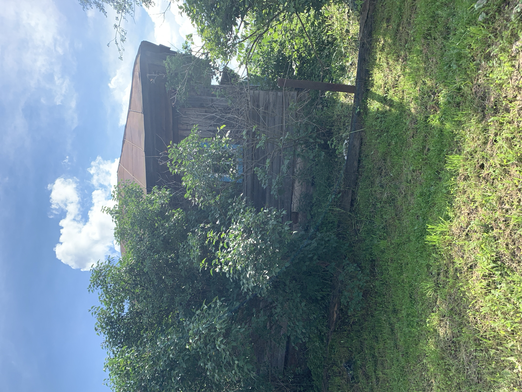 The image shows a rustic wooden building partially obscured by lush green foliage. The building appears to be an old house or shed with weathered wooden walls and a corrugated metal roof. A partially visible blue window is set into one of the walls. The building is surrounded by dense vegetation, including trees and bushes, and the ground in front of it is covered in green grass. In the background, a partly cloudy blue sky is visible. The scene suggests a rural or overgrown setting, possibly on the outskirts of a settlement. The presence of a single metal post to the right of the building hints at a fence or support structure. No people or specific activities are depicted. The overall impression is one of a neglected but still standing structure amidst a thriving natural environment.