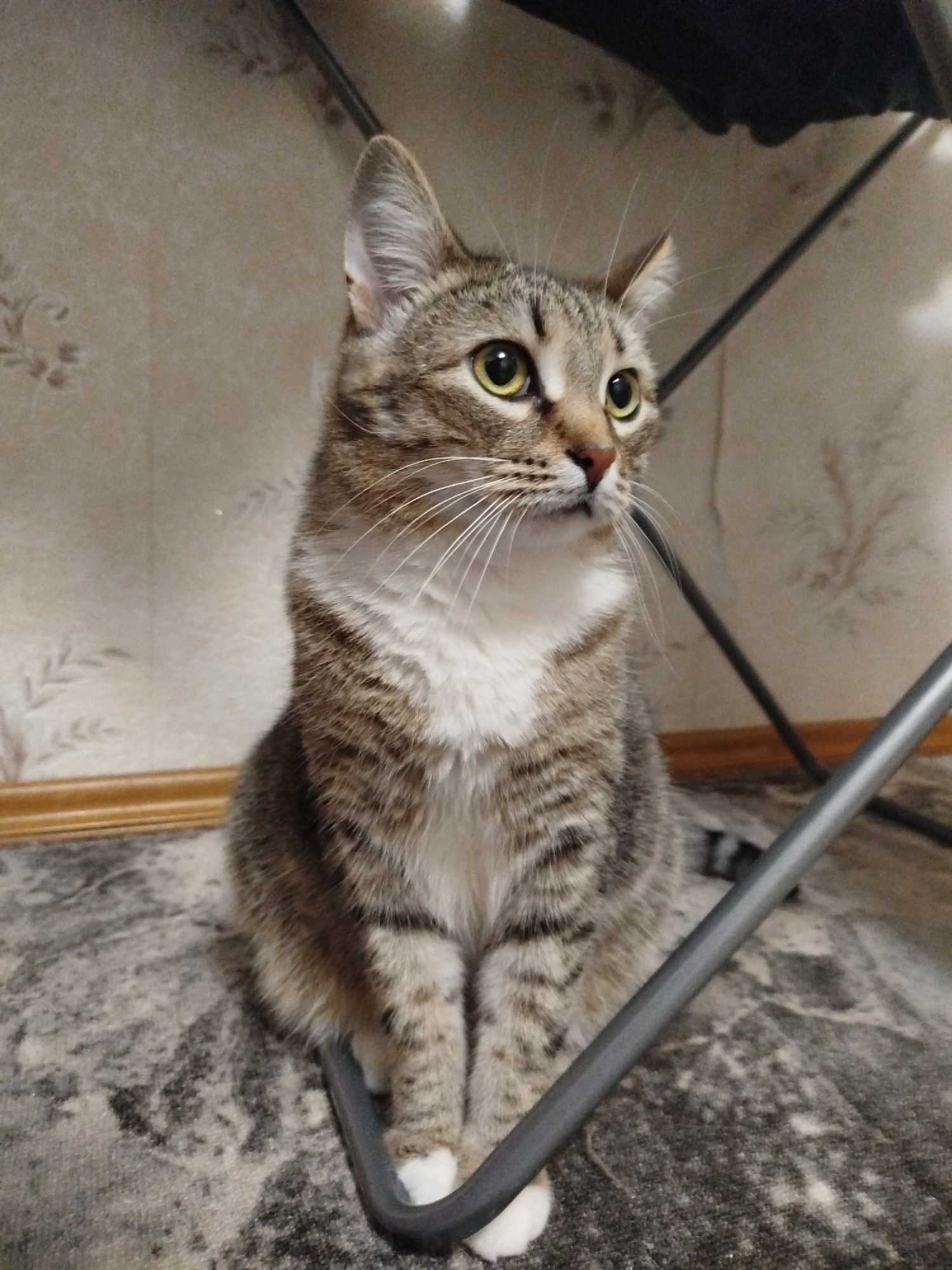 A tabby cat with white paws sits upright on a patterned rug, appearing alert with its eyes directed to the right. The cat has green-yellow eyes, a white chest, and is positioned beneath a metal chair. The background consists of a wall with a subtle floral pattern above a wooden baseboard. The location is indoors in an unknown city.