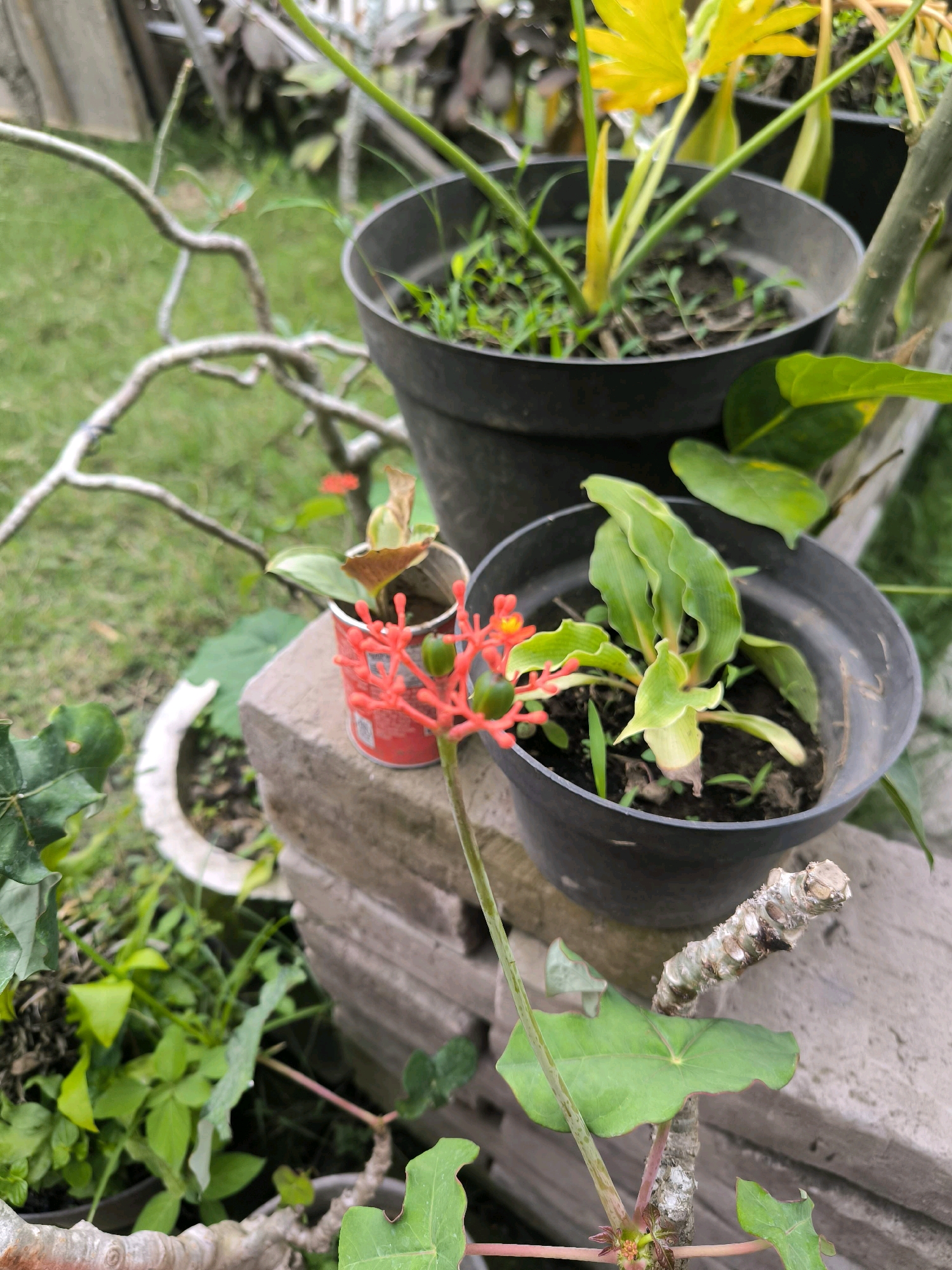A close-up, eye-level shot captures a variety of potted plants in what appears to be an outdoor setting, possibly a garden or a residential yard in Tabanan, Indonesia. In the foreground, a plant with bright red flower clusters and developing green seed pods is prominently featured. Its thin stem and delicate flowers are detailed. To its right, a black plastic pot contains a plant with broad, ribbed green leaves emerging from the soil. Behind these, a small red can holds another plant with a few green leaves and some dried foliage. Further back, a larger black plastic pot is visible, with a plant showing yellowing leaves and green shoots growing amongst it. The background is filled with lush green grass and the curved branches of a woody plant. The scene is set against a backdrop of what seem to be stacked concrete or stone blocks, suggesting a deliberate arrangement of the plants. The lighting suggests it is daytime.