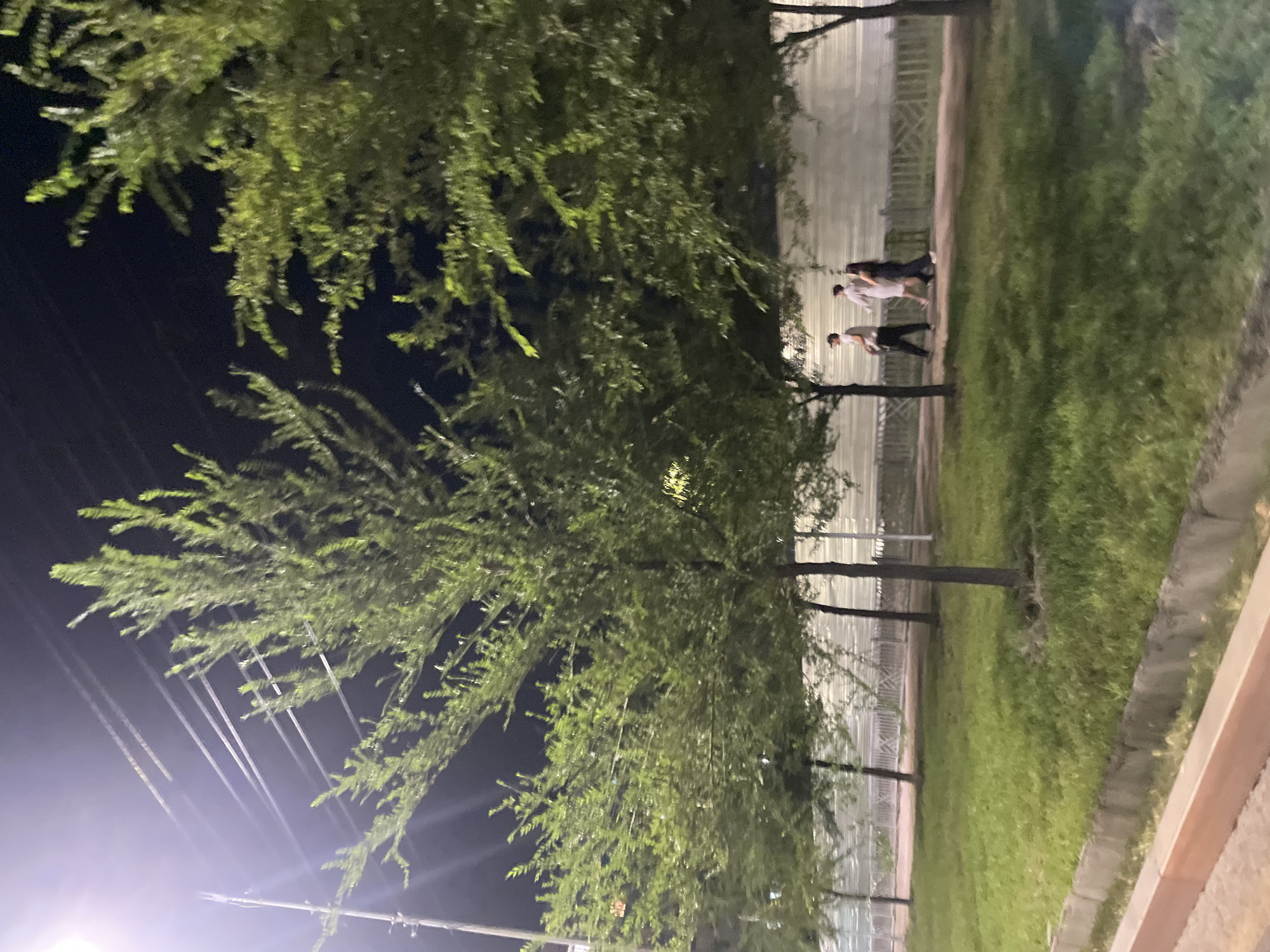 The image depicts a nighttime scene along a city street in Almaty, Kazakhstan. A row of trees with dense green foliage lines a paved walkway. In the background, a white fence and a large, possibly industrial or recreational structure, are visible under artificial lighting. Three individuals are walking along the path; two appear to be casually dressed, while the third is wearing a dark outfit. The ground is covered in green grass, with a concrete curb in the foreground. Overhead, power lines and a streetlamp are present, casting light and creating a slightly hazy atmosphere.
