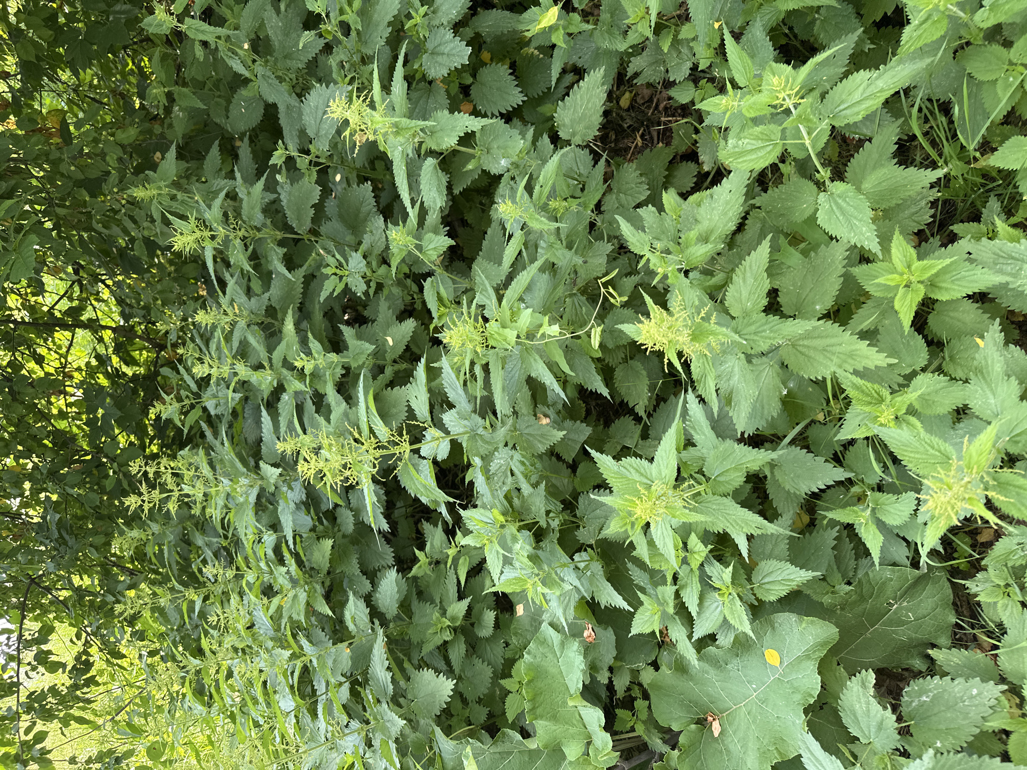The image shows a dense patch of stinging nettles in a natural, uncultivated area. The plants are lush and green, with their characteristic serrated leaves and spiky flower stalks. The setting appears to be an overgrown field or woodland edge, possibly in a park or undeveloped area within the city of Chaikovsky, Russia, given the context provided. There are no people or animals visible in the image. The environment is dominated by vegetation, with some dappled sunlight filtering through the foliage from above. The ground is not clearly visible but appears to be covered with fallen leaves and some grass.
