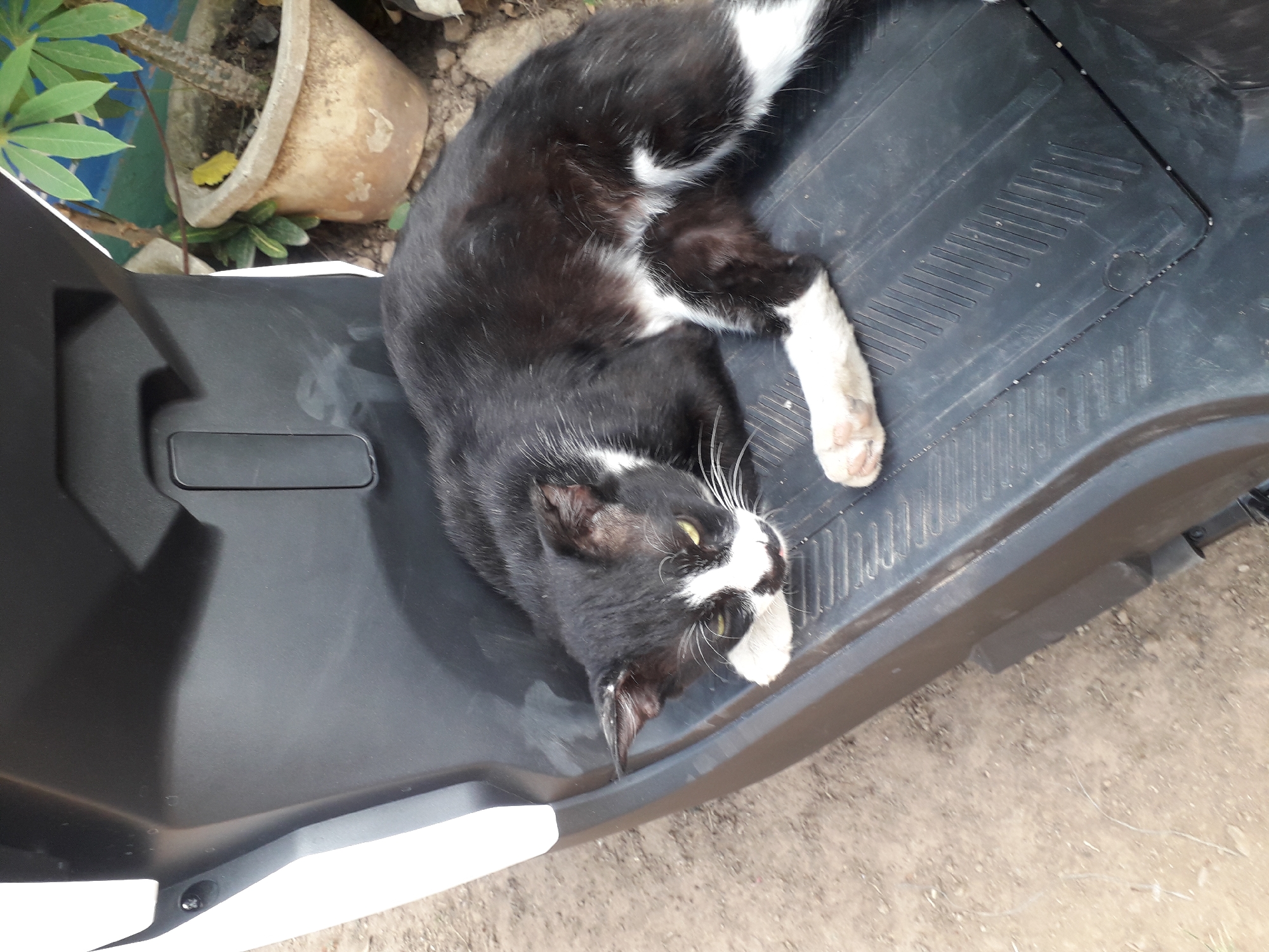 A black and white cat is lying on the floorboard of a white scooter. The cat is resting on its side with its front paws tucked underneath its body. Its eyes are open and it appears to be looking at the camera. The scooter is parked on a dirt ground next to a potted plant. The scene is outdoors in what appears to be a residential area. The location is Cankuang, Indonesia.