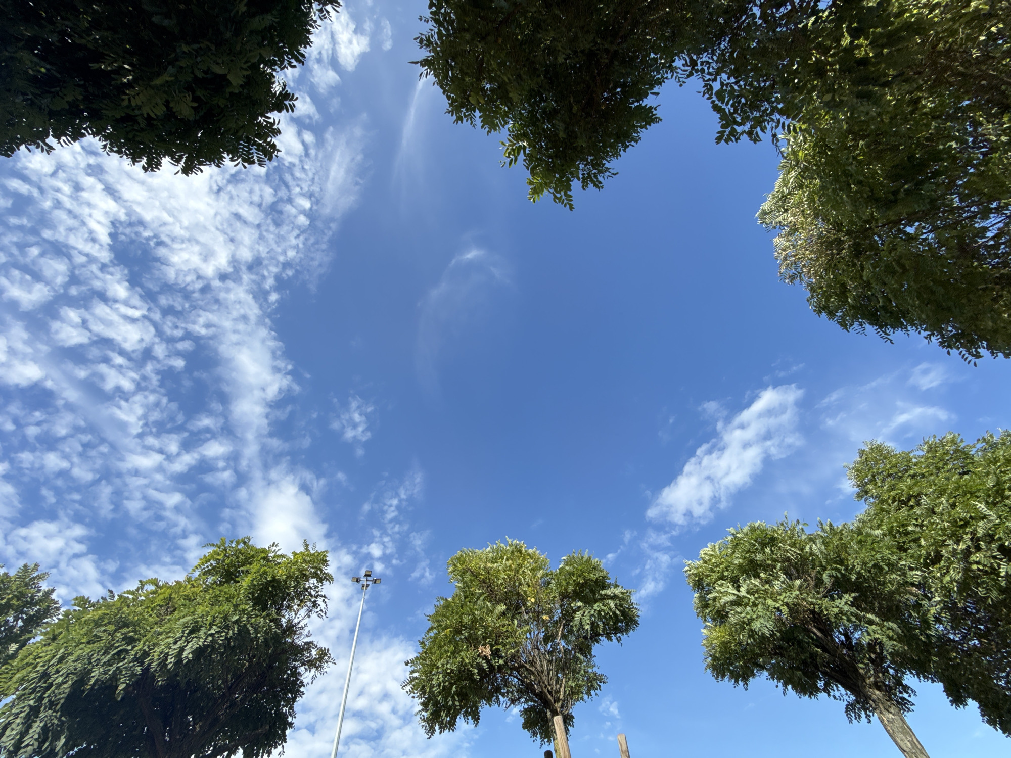 The image shows a low-angle shot looking up at the sky, framed by the leafy branches of several trees. The sky is a vibrant blue, dotted with wispy white clouds that create a dappled effect. In the upper left quadrant of the image, a light pole with multiple fixtures is visible against the sky. The trees appear to be deciduous and are lush with green foliage, suggesting it is likely spring or summer. The perspective creates a sense of looking upwards from beneath the canopy of trees. The scene is likely an outdoor urban or suburban environment, potentially a park or a street lined with trees. The specific location is Bielany Wrocławskie, Poland.