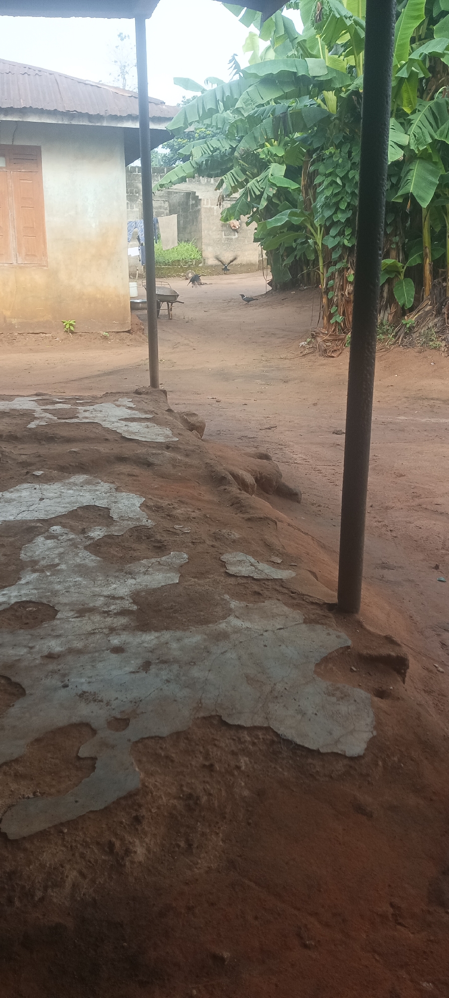 The image shows a scene in Amauzu, Nigeria. The foreground is dominated by a weathered, concrete-like surface. A support post stands upright, slightly off-center. The background reveals a dirt path leading past a building with closed, wood-framed windows and banana trees. Several birds are present; one is in flight. A wheelbarrow sits on the path. The overall impression is one of a rural or semi-rural area.