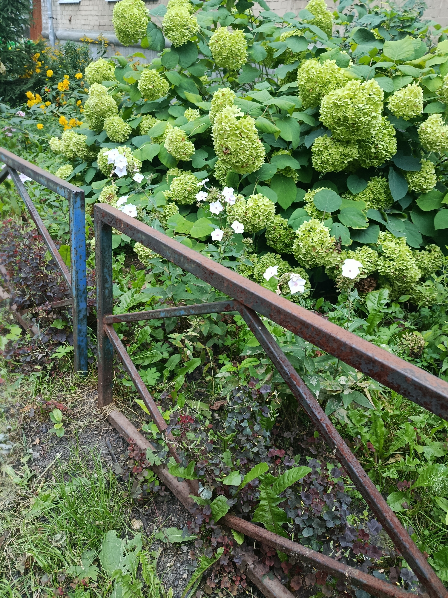 In Syzran, Russia, a rusted metal gate stands partially open, leading into a lush garden. The gate’s bars are aged and weathered, with patches of blue paint still visible on one of the upright posts. Beyond the gate, a vibrant display of greenery thrives. Large clusters of pale green hydrangea blooms dominate the background, interspersed with the dark green foliage of the plant. Smaller white flowers peek out from between the hydrangeas, adding delicate accents. In the foreground, a variety of smaller plants and grasses grow around the base of the gate, some with deep red-purple leaves, others a vibrant green. The ground appears to be a mix of soil and grass. The overall scene depicts a natural, overgrown garden area, possibly a backyard or a public green space, with the gate serving as a boundary between the viewer and the flourishing plant life.