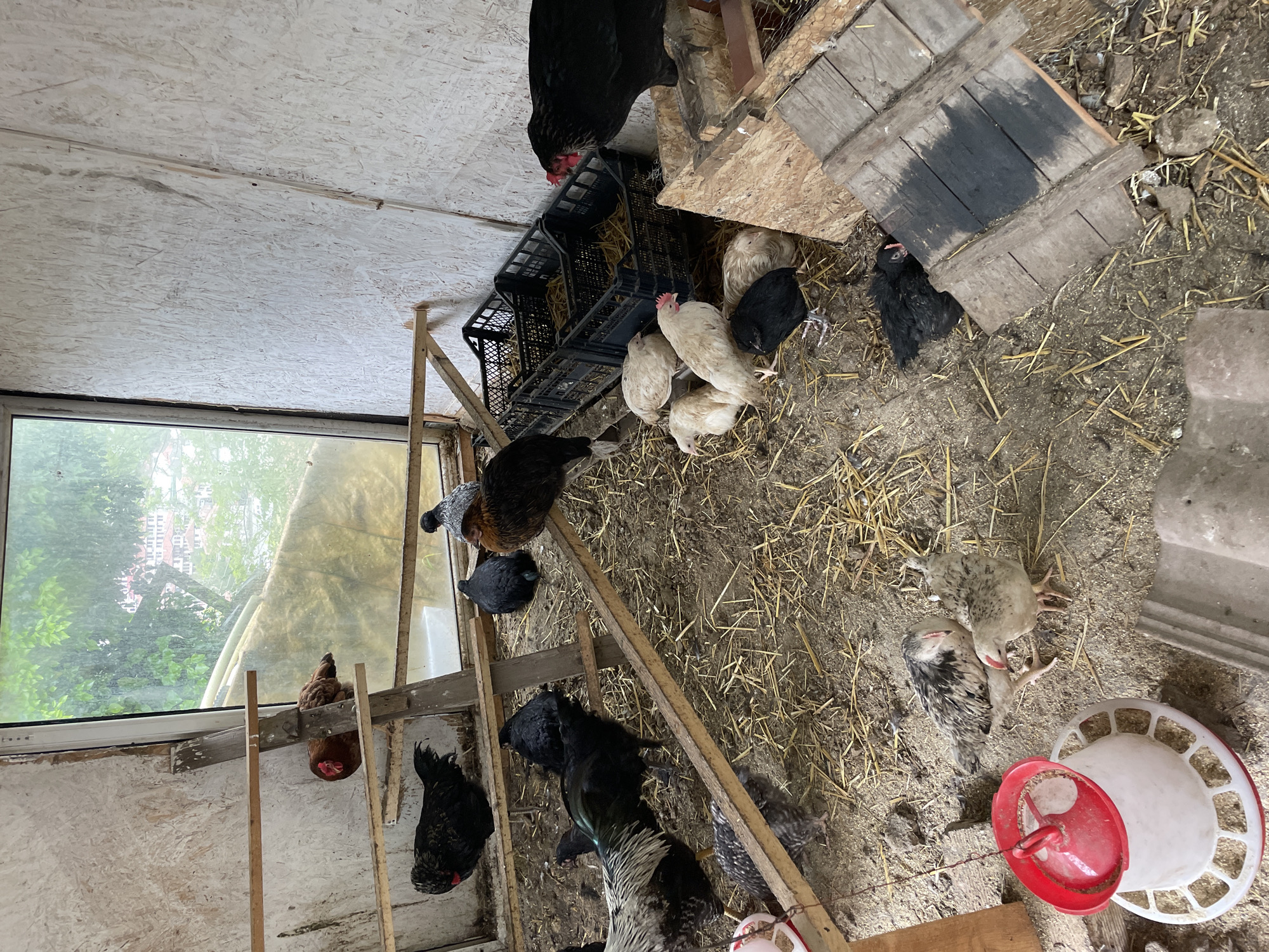 The image depicts the interior of a chicken coop, likely in a rural setting, but purportedly located in Zlatograd, Bulgaria. Multiple chickens of varying breeds (black, white, brown, and speckled) are visible, scattered across the floor and perched on wooden structures. The floor of the coop is covered in straw and dirt. A plastic chicken feeder is situated on the floor. A window provides natural light. The walls of the coop appear to be constructed of plywood. There is a wooden ladder structure for the chickens to perch on. Black plastic crates are stacked.