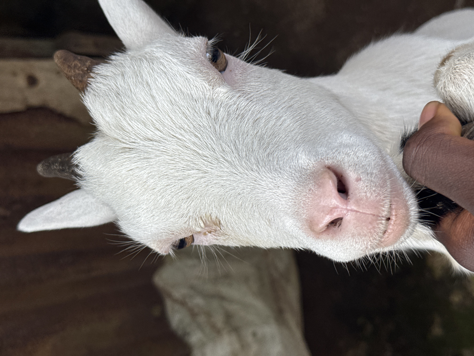 A close-up shot, taken in Aboh, Nigeria, features a white goat with small, dark horns and a pink nose. A dark-skinned hand is visible, holding the goat near its neck. The goat's head is angled upwards towards the camera, focusing on its face and facial features. The background is a mix of dark and muted tones.