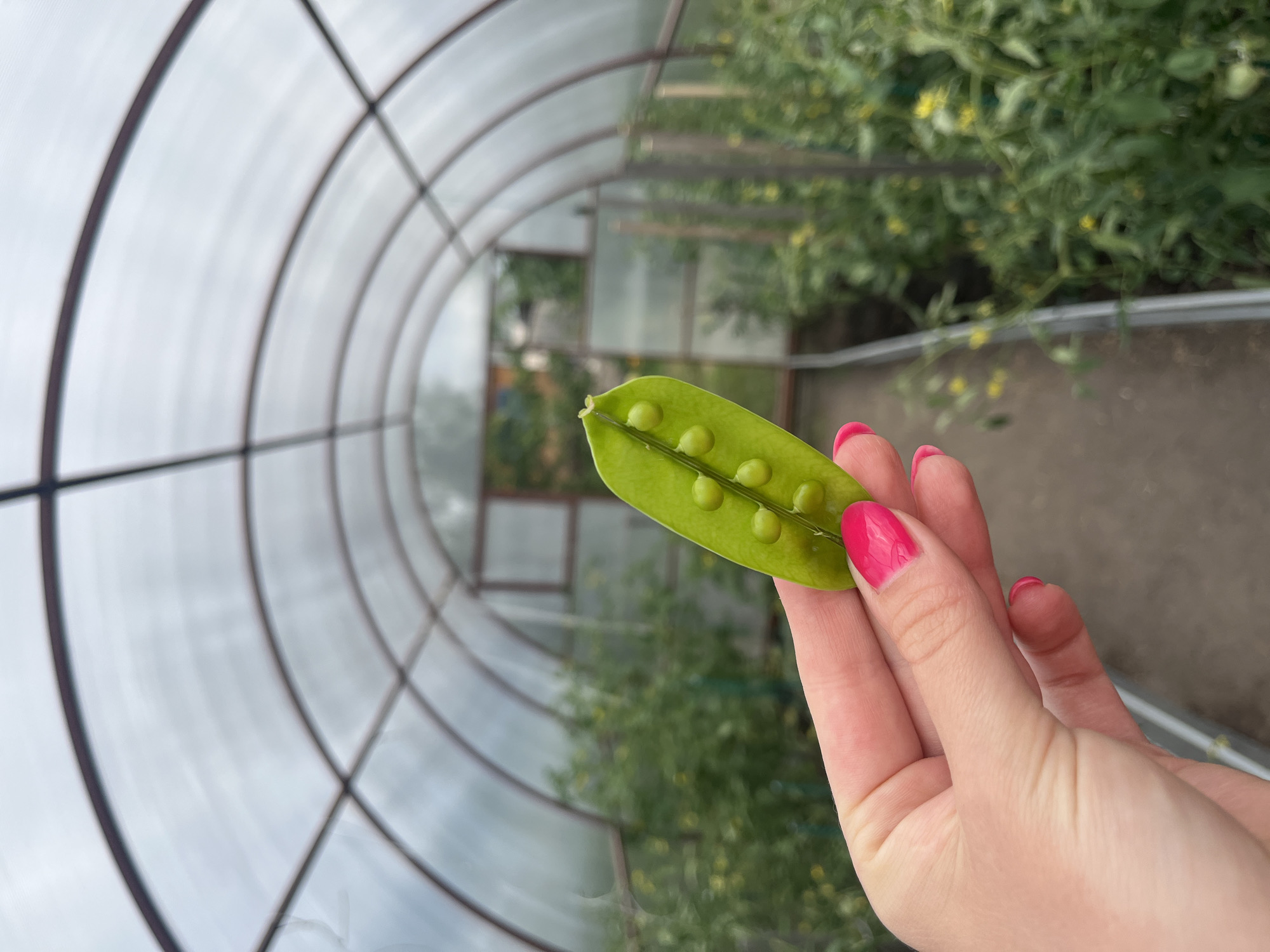 A close-up, low-angle, outdoor shot shows a person's hand with bright pink nail polish holding an open pea pod with seven peas inside. The hand and pea pod are in focus, while the background is blurred. The background depicts a greenhouse with a transparent, curved roof and rows of green plants, possibly tomato plants with yellow flowers. The ground inside the greenhouse appears to be dirt. The scene is set in Kovriga, Russia.