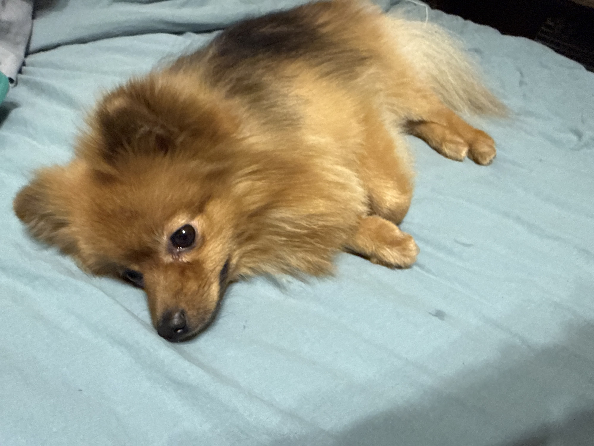 A Pomeranian dog lies on a light blue bedspread. The dog has reddish-brown fur with darker patches on its back and head. Its eyes are dark and appear slightly droopy. The dog's body is stretched out, with its front paws resting on the bedspread and its hind legs extended behind it. The tail is fluffy and lies over its body. The lighting in the image is dim, and the background is blurred, with hints of dark shadows in the upper right corner. The scene appears to be indoors. The image does not provide any information about the city of Khimki, Russia.