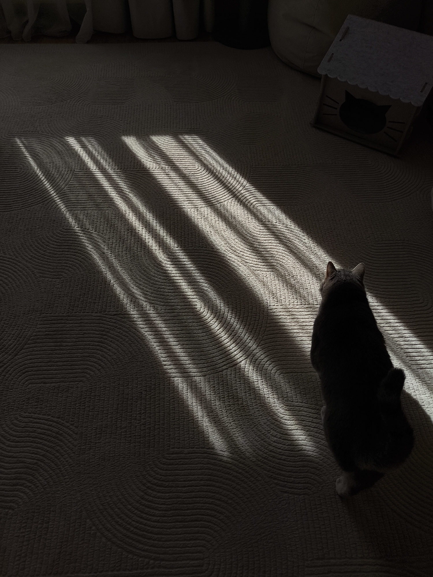 An overhead, medium shot captures a gray cat positioned on a textured carpet. The cat is facing away from the camera, with its body angled slightly to the right. Sunlight streams through a window, casting distinct parallel lines of light and shadow across the carpet. In the upper right corner of the frame, a small, grey, house-shaped cat toy with a black cat silhouette cutout is visible. The background is dimly lit, with hints of curtains and furniture.