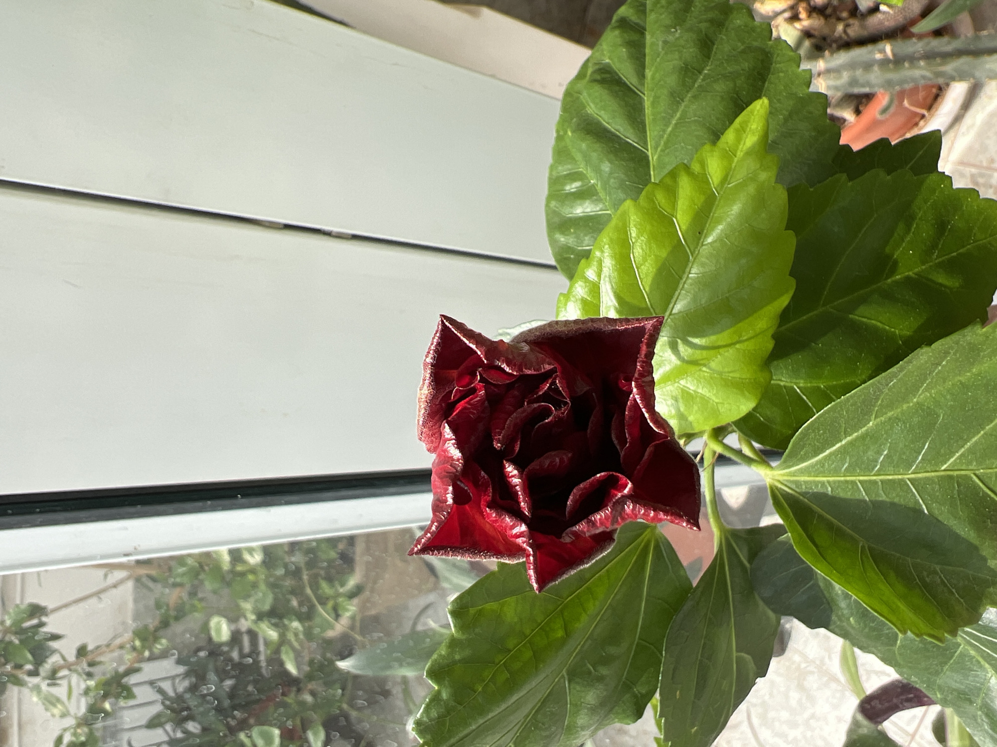 A vibrant, dark red flower bud, possibly a hibiscus, is prominently featured on the right side of the frame, partially opened to reveal its ruffled petals. The bud is surrounded by large, lush, bright green leaves with visible venation, suggesting a healthy plant. The plant appears to be situated indoors, next to a window.
The window frame is white and has a distinct horizontal division, running across the upper half of the image. The glass pane below this division reflects the outdoor environment, showing blurred green foliage and hints of what appear to be other plants or structures, suggesting a garden or natural setting outside. The sunlight streaming in from the window creates strong contrasts, illuminating the leaves and the upper edges of the flower bud, and casting some shadows. The reflection on the window glass indicates a bright, sunny day.
No people are visible in the image, and there is no specific activity taking place beyond the natural state of the plant. No visible text is present. The scene depicts a tranquil, sunlit moment indoors, with the plant seemingly thriving by the window. The location is Sanatoriya Yumatovo Imeni 15-Letiya Bassr, Russia.