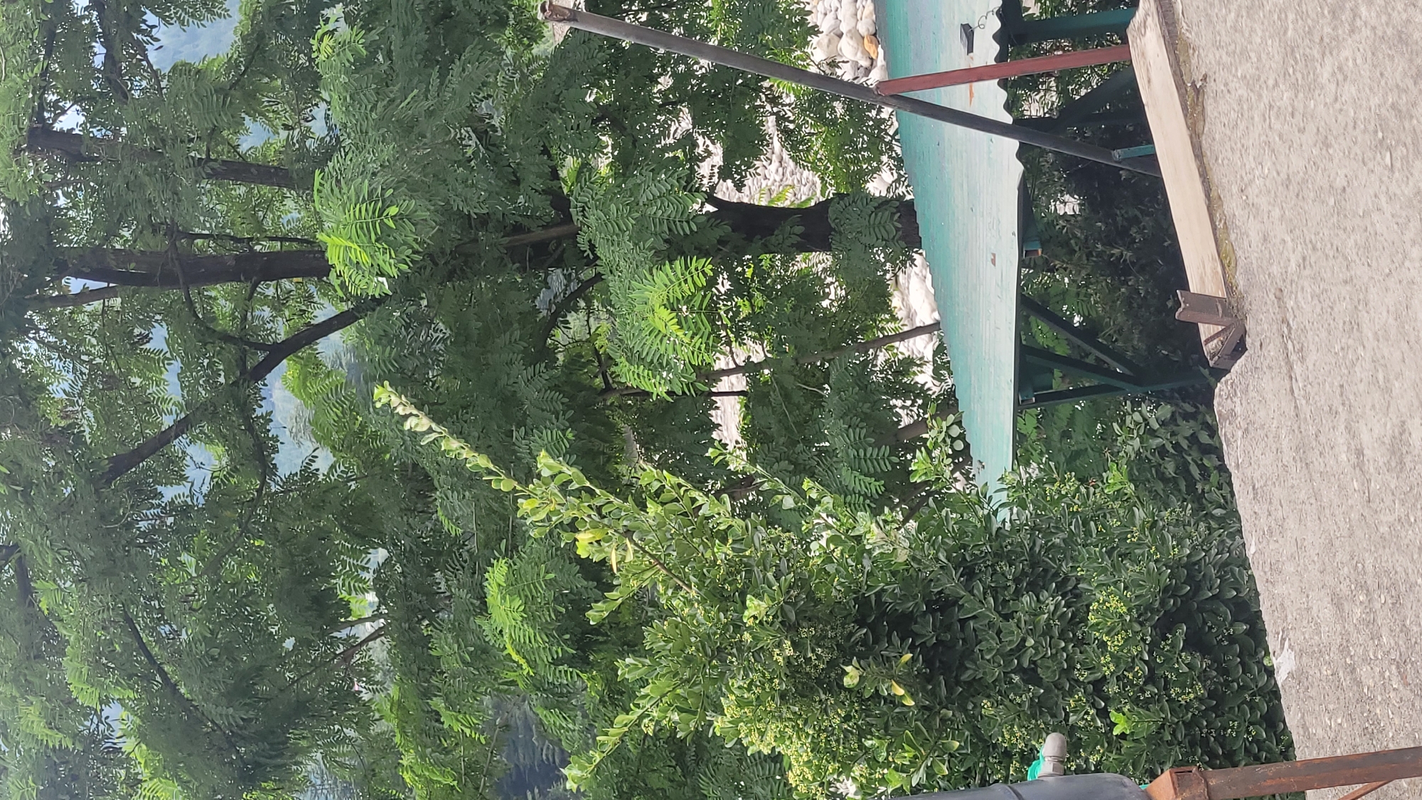 The image depicts a lush green environment in Vashisht, India. In the foreground, a textured concrete surface leads to a green-roofed structure supported by dark metal framing. To the left, a black cylindrical object with a metallic pipe fitting is partially visible. To the right, a dark vertical pole with a red element at its base stands near the edge of the structure. Behind the structure, a dense arrangement of trees with bright green foliage dominates the scene, with some lighter green leaves interspersed. The trees appear to be a mix of species, with some exhibiting compound leaves. Through the gaps in the foliage, a rocky riverbed or ground is visible, with large, smooth stones. In the background, a hazy, mountainous landscape can be observed, suggesting the mountainous terrain of the region. The overall impression is one of a natural, verdant setting with man-made elements integrated into the landscape.