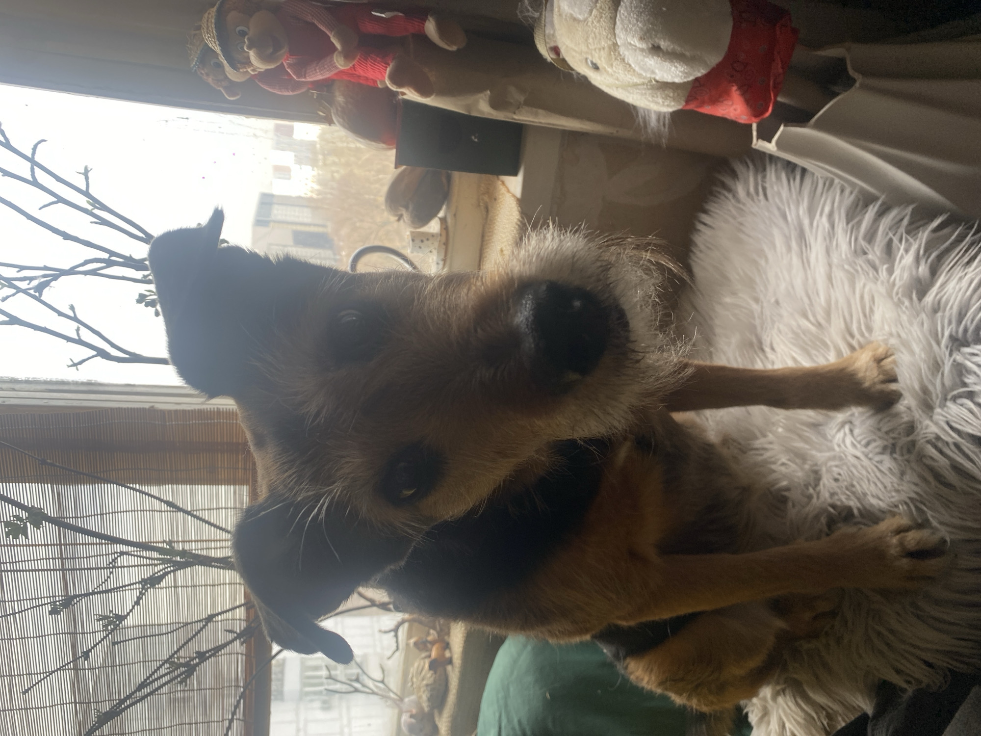 A medium-sized, brown-and-black dog is perched on a white, furry cushion. The dog is close to the window and facing toward the camera. Behind the dog, the background features a window with light coming through. In front of the window, branches and window shades are visible. Stuffed animals are perched on the window ledge above the dog. The location is Moscow, Russia.