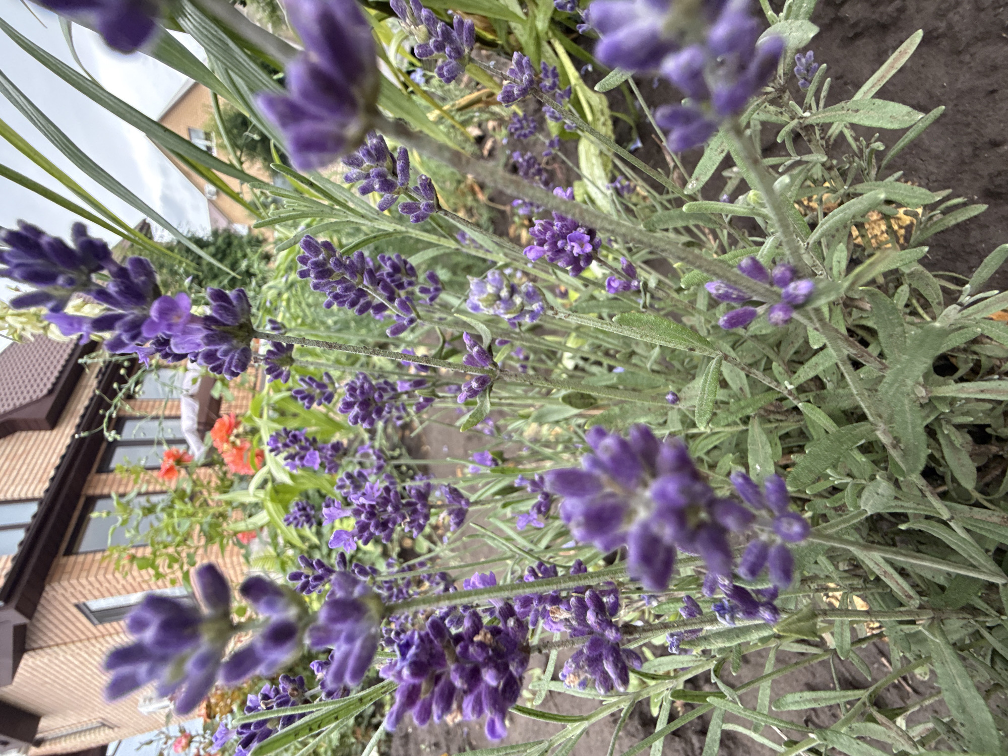 The image shows a close-up view of blooming lavender plants in a garden. The lavender flowers are predominantly purple, with some buds and stems visible. The plants are growing in dark soil, and in the background, a brick house with a brown roof is partially visible, along with some other greenery and hints of orange flowers. The sky is overcast. The scene appears to be outdoors, likely in a residential setting. The image is taken at a low angle, emphasizing the lavender flowers in the foreground. There are no people visible in the image. The location is identified as Pavlovka, Russia.