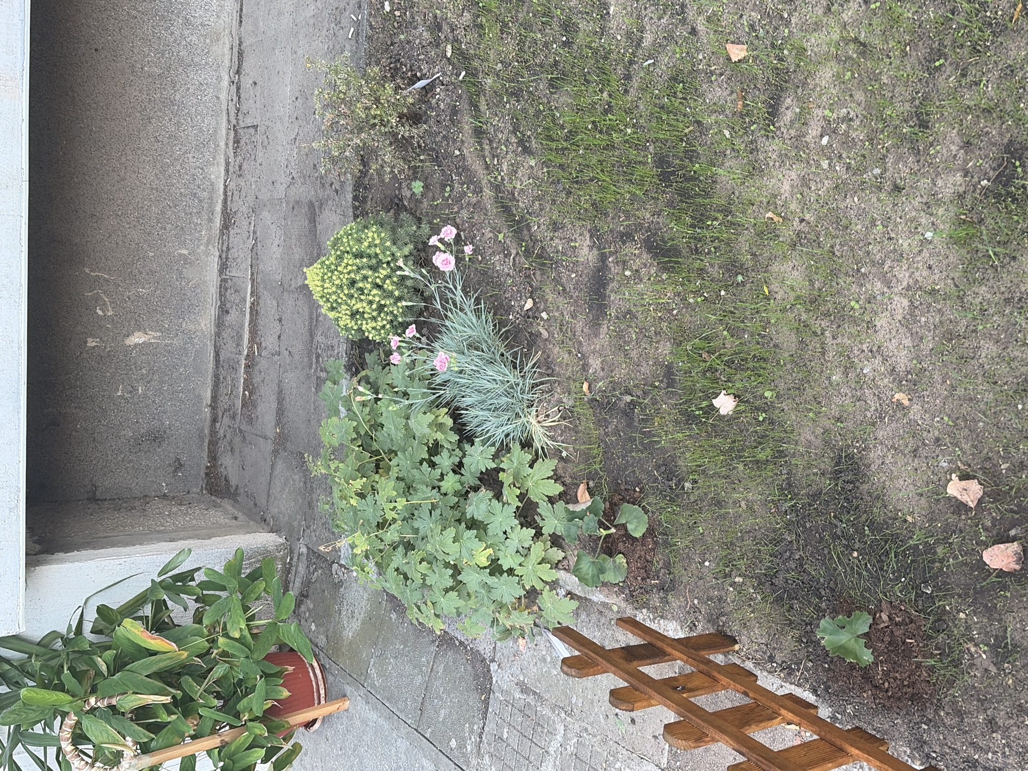 The image depicts an outdoor scene, likely a small garden or yard area. In the upper left, a large potted plant with broad green leaves and a bamboo stake is positioned on a concrete sidewalk. Adjacent to the sidewalk is a patch of dirt with several plants. A small, decorative wooden fence section is in the lower left corner. The main area of the image shows a bed of soil with various plants, including a cluster of green, leafy plants, some delicate pink flowers with spiky grey-green foliage, and a small, rounded green shrub. The ground is a mix of dark soil and sparse, young grass. Scattered across the soil are a few fallen leaves and small pieces of debris. The background consists of a textured concrete wall and a gray surface, possibly a building foundation or wall. The lighting suggests it is daytime, with soft shadows.