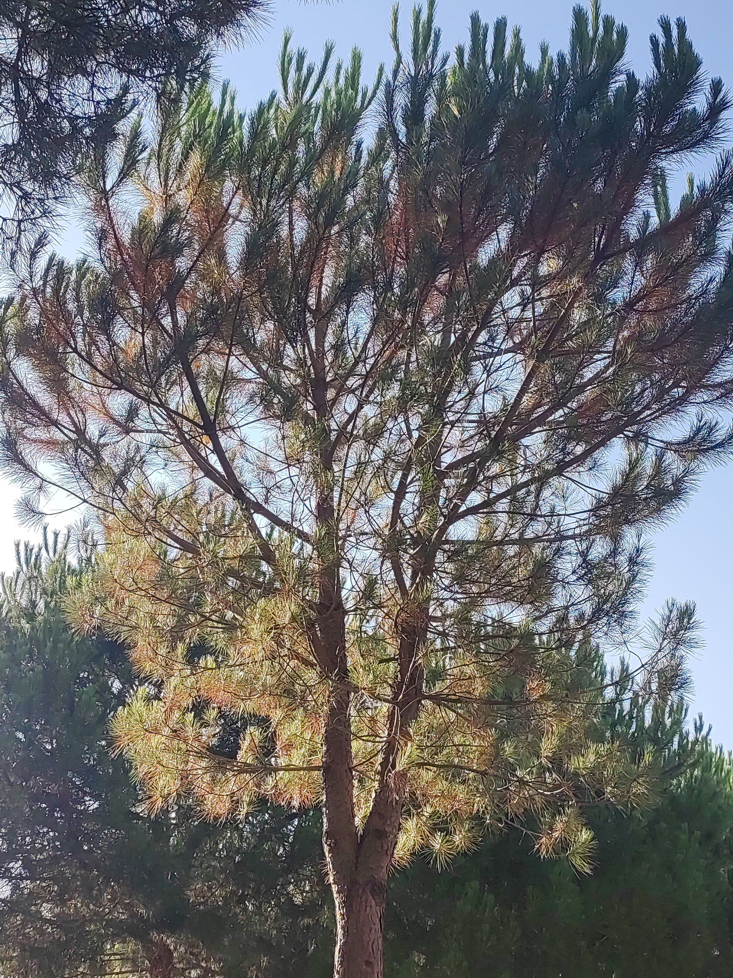 A medium shot captures a tall pine tree with a slender, brown trunk in the foreground, its branches extending upwards and outwards, adorned with green and brown pine needles. Sunlight filters through the needles, creating a warm, dappled effect. Behind this tree, a dense row of dark green pine trees forms a backdrop. The sky above is a clear, light blue. The scene is set in the natural environment of Sobradillo, Spain, likely an outdoor area with a focus on the natural landscape. There are no people or animals visible in the image.