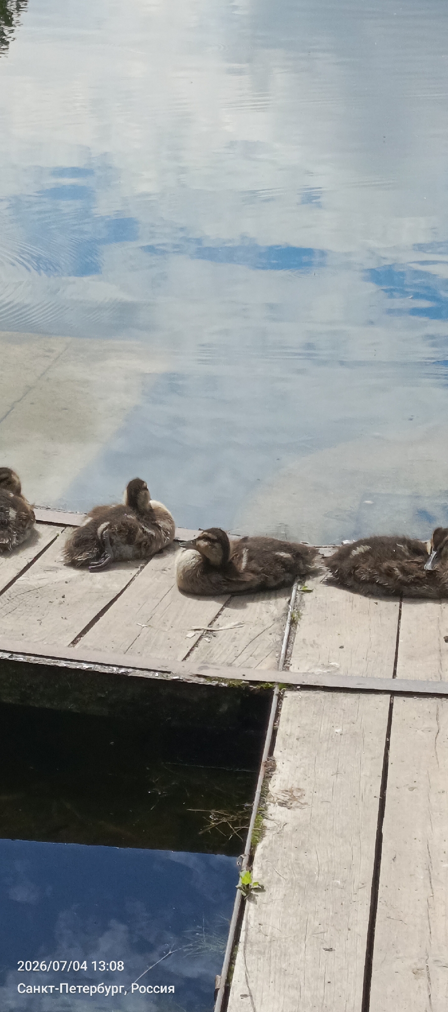 Four ducklings are resting on a wooden pier by a body of water reflecting the sky. The ducklings are huddled together, some appearing to be asleep. The pier is made of weathered wooden planks, and a dark body of water is visible to the left, reflecting the sky and clouds. The image is geotagged to St. Petersburg, Russia, and is dated 2026/07/04 13:08.