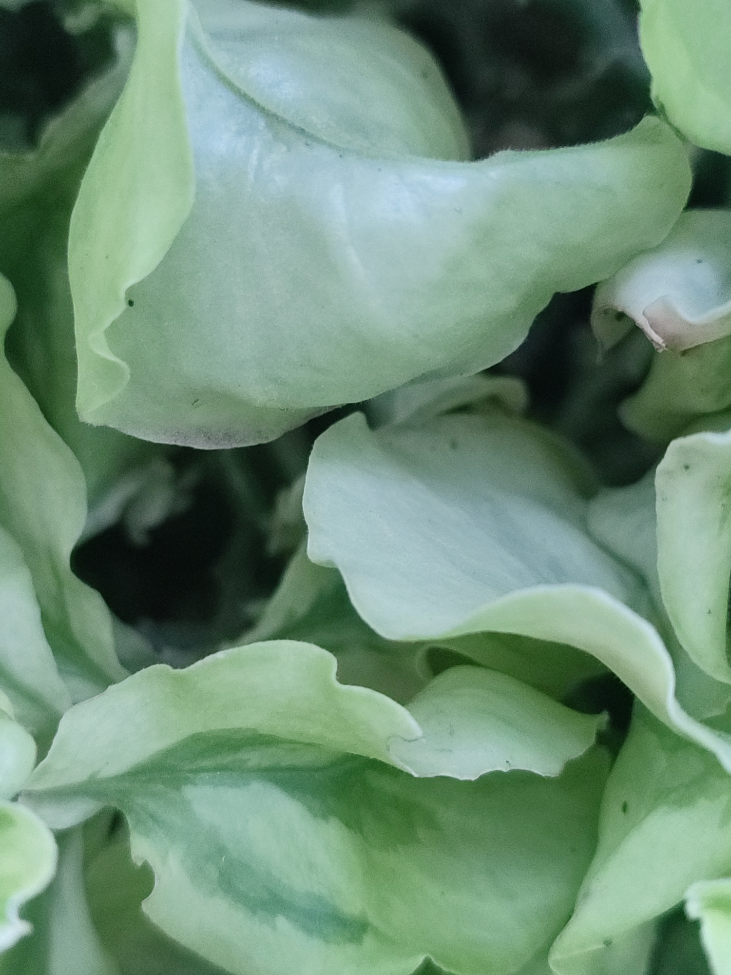 The image shows a close-up, overhead view of a cluster of pale green succulent leaves. The leaves are thick and fleshy, with smooth, rounded edges and some subtle variegation. The lighting is soft, creating a diffused glow on the waxy surface of the leaves. There is a dark, shadowy area in the center, suggesting the plant is growing in dense foliage. The image is cropped tightly, focusing entirely on the plant's texture and form. No specific location in Blang Cut, Indonesia, can be identified from this image.