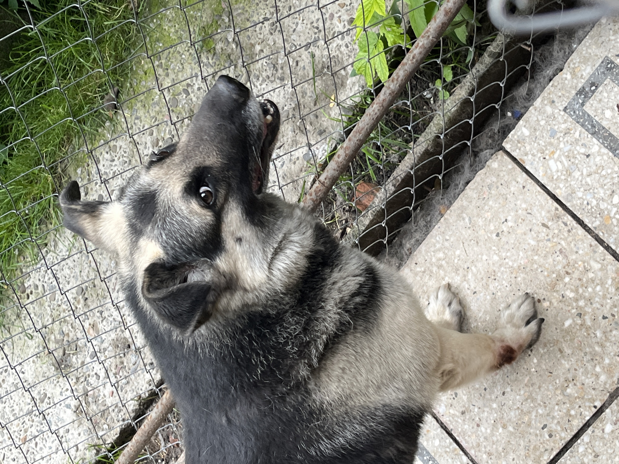 The image depicts a German Shepherd dog standing on a concrete tiled surface next to a chain-link fence. The dog is primarily black and tan, with visible fur texture and some wear on its hind leg, which appears to have a reddish-brown abrasion. The fence is in the background, with grass and gravel visible beyond it. The overall environment suggests an outdoor, possibly a yard or enclosure, setting. There are no humans present in the image. The specific location in Lviv, Ukraine, cannot be determined from the visual information provided.