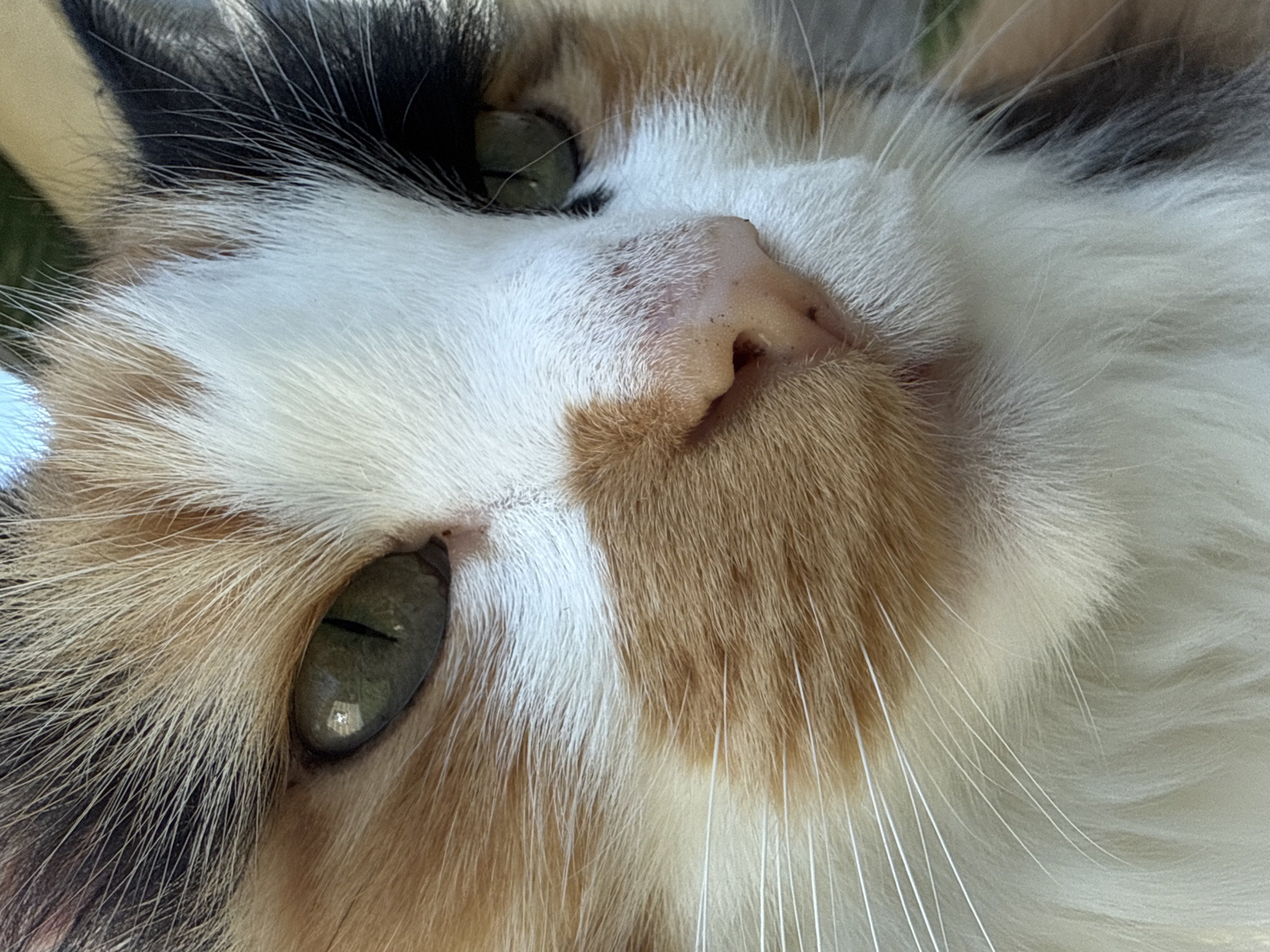 This is an extreme close-up, eye-level, full-frame photograph of a calico cat's face. The cat's fur is a mixture of white, orange, black, and tan. The cat's left eye is visible, and it is green with a vertical pupil. The cat's nose is pink and appears slightly dusty. Long white whiskers are prominent. The background is softly blurred and appears to be outdoors, with hints of green foliage and a bright sky. There are no people or other animals present. The image is sharp and well-lit, focusing solely on the texture and detail of the cat's face.