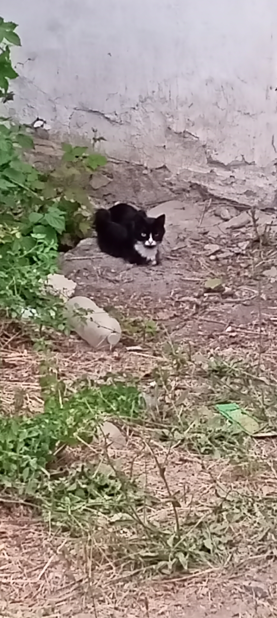 A black and white cat is sitting on the ground in front of a cracked, weathered wall. The cat has white fur on its chest and face. To the left of the cat is a cluster of green plants. In the foreground, there are dry leaves and twigs scattered on the ground. A beige plastic bottle is lying on its side among some plants to the left of the frame. The scene appears to be an outdoor area, possibly an alleyway or a neglected part of a yard in Sokuluk, Kyrgyzstan.