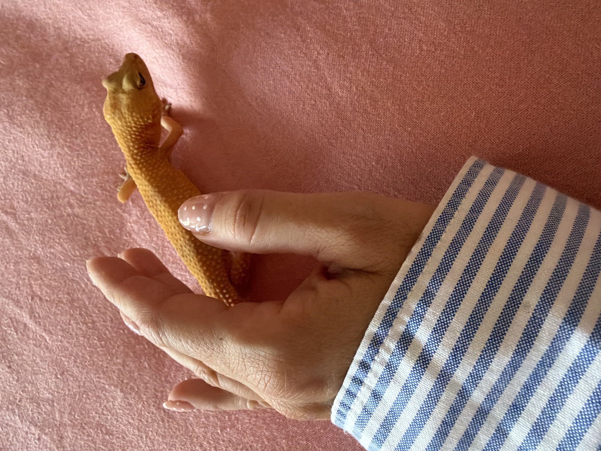 A person's hand with light skin tone and a light pink nail polish with white polka dots is holding a yellow leopard gecko on a pink textured surface. The person is wearing a blue and white striped shirt. The gecko is positioned on its side, facing right, with its head slightly raised. The image is a close-up shot, focusing on the hand and the gecko. The background is a soft pink fabric. The scene does not provide any information or context related to the city of Mengwi, Indonesia.